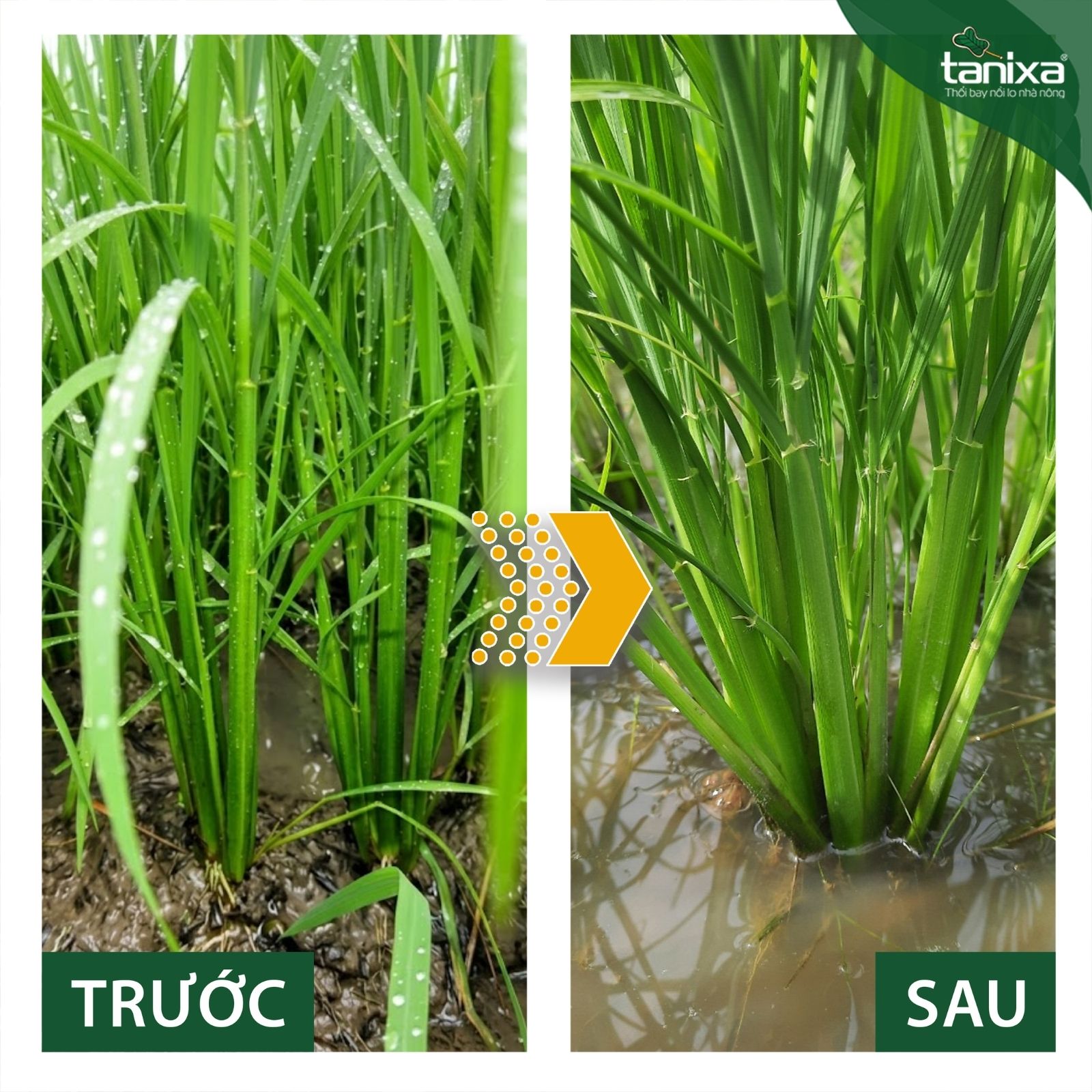 Bộ chuyên lùn lúa - đẻ nhánh Tanixa_thumbnail_5