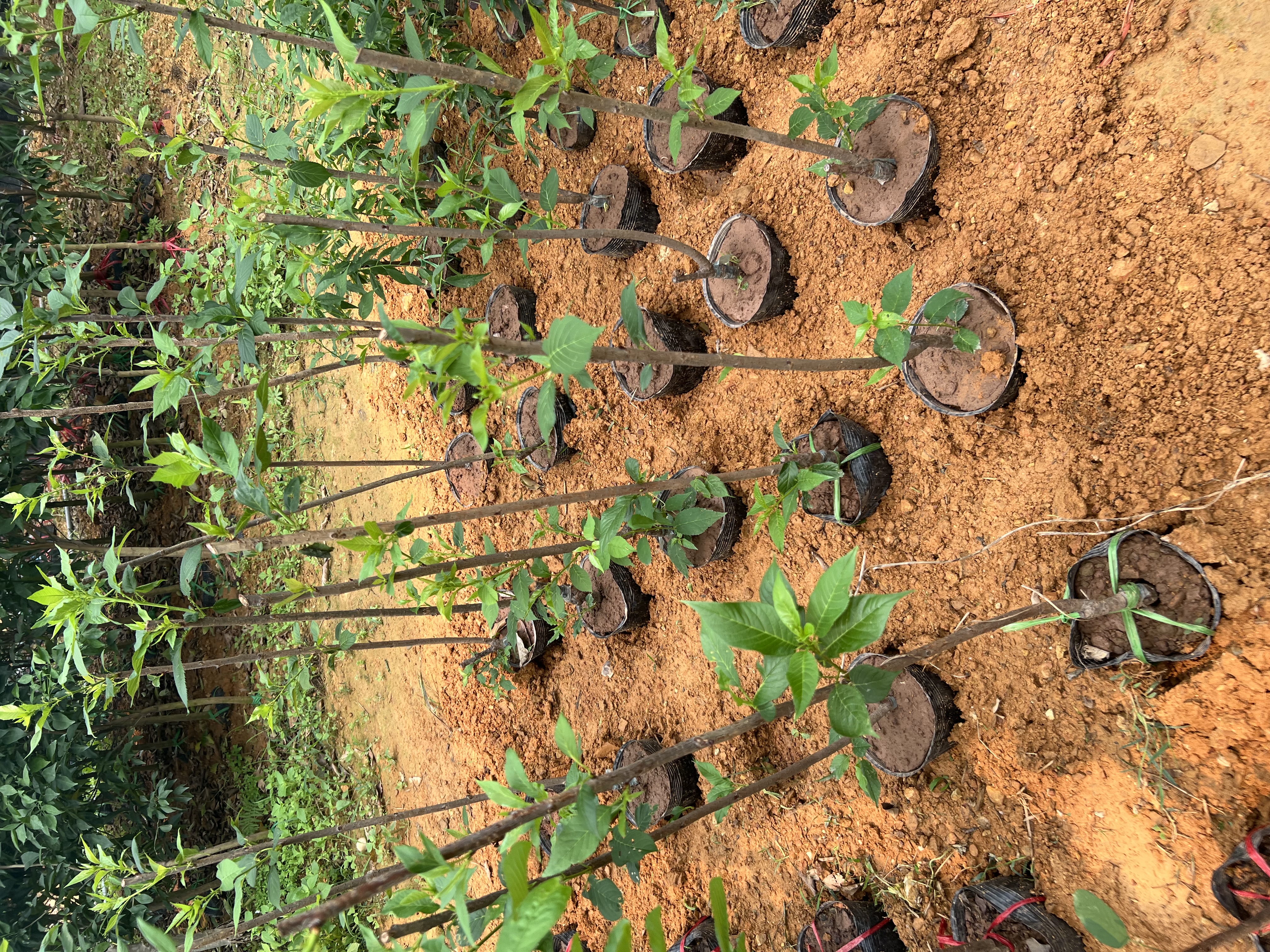 Hoa anh đào cao 1-1.2m PT175 CALATA_thumbnail_6