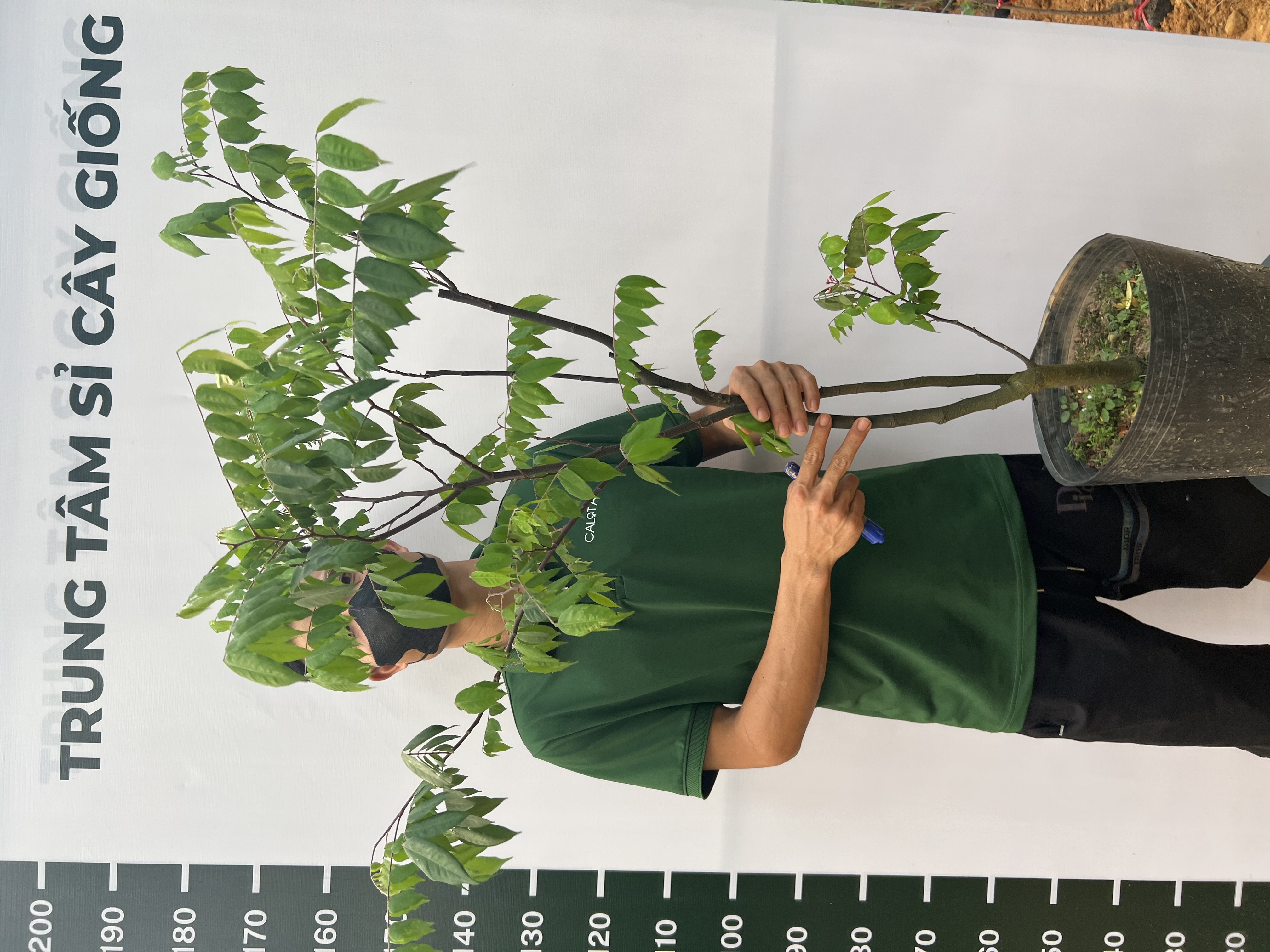 [THANH LÝ] Khế chua cao 60-80cm PT161 CALATA_thumbnail_1