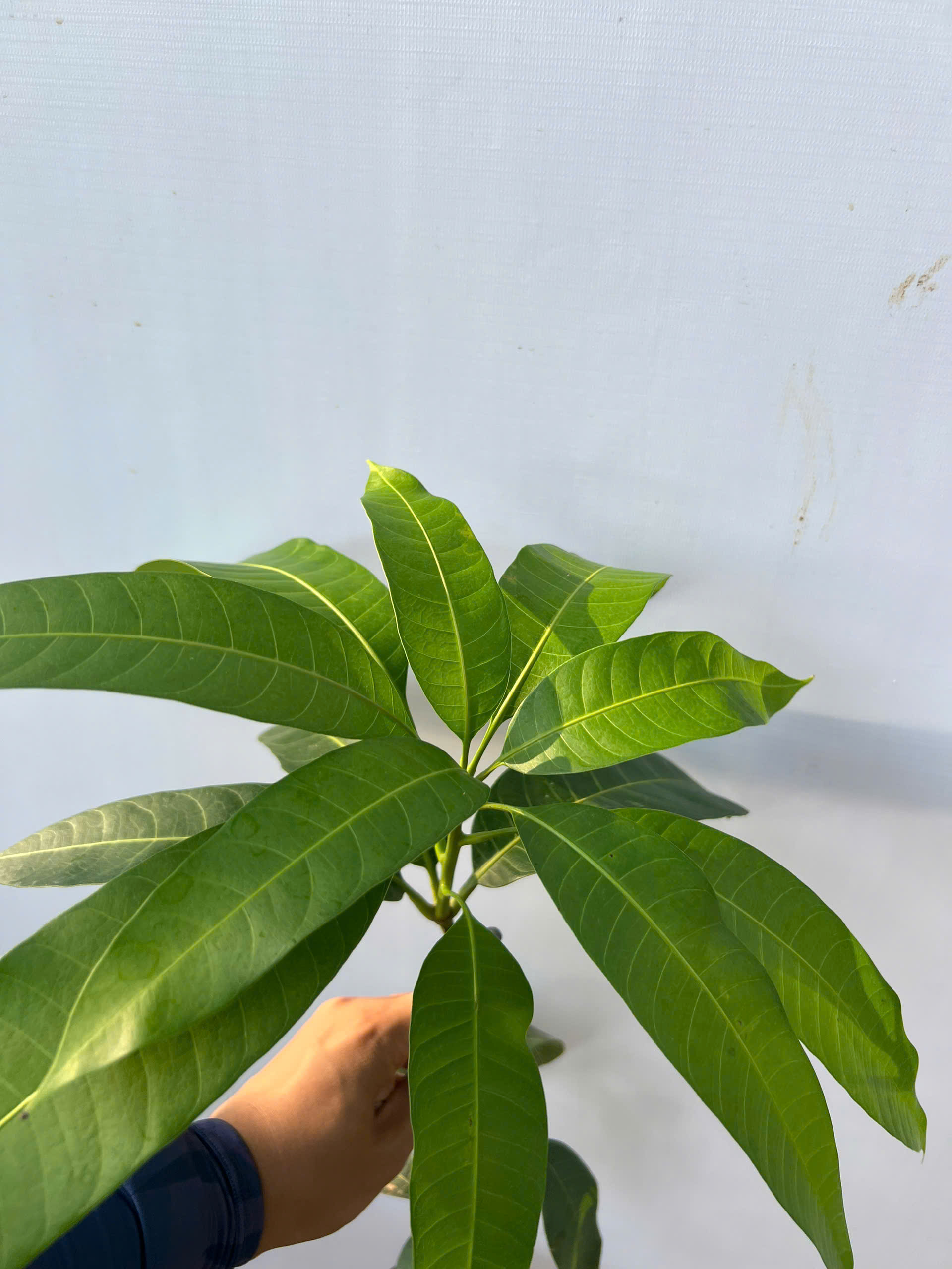 Xoài đài loan cao 50-60cm PT230 CALATA_thumbnail_2