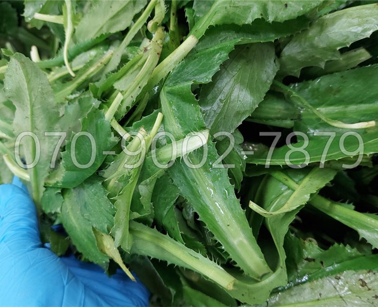 Mùi tàu ( ngò gai ) ( túi )