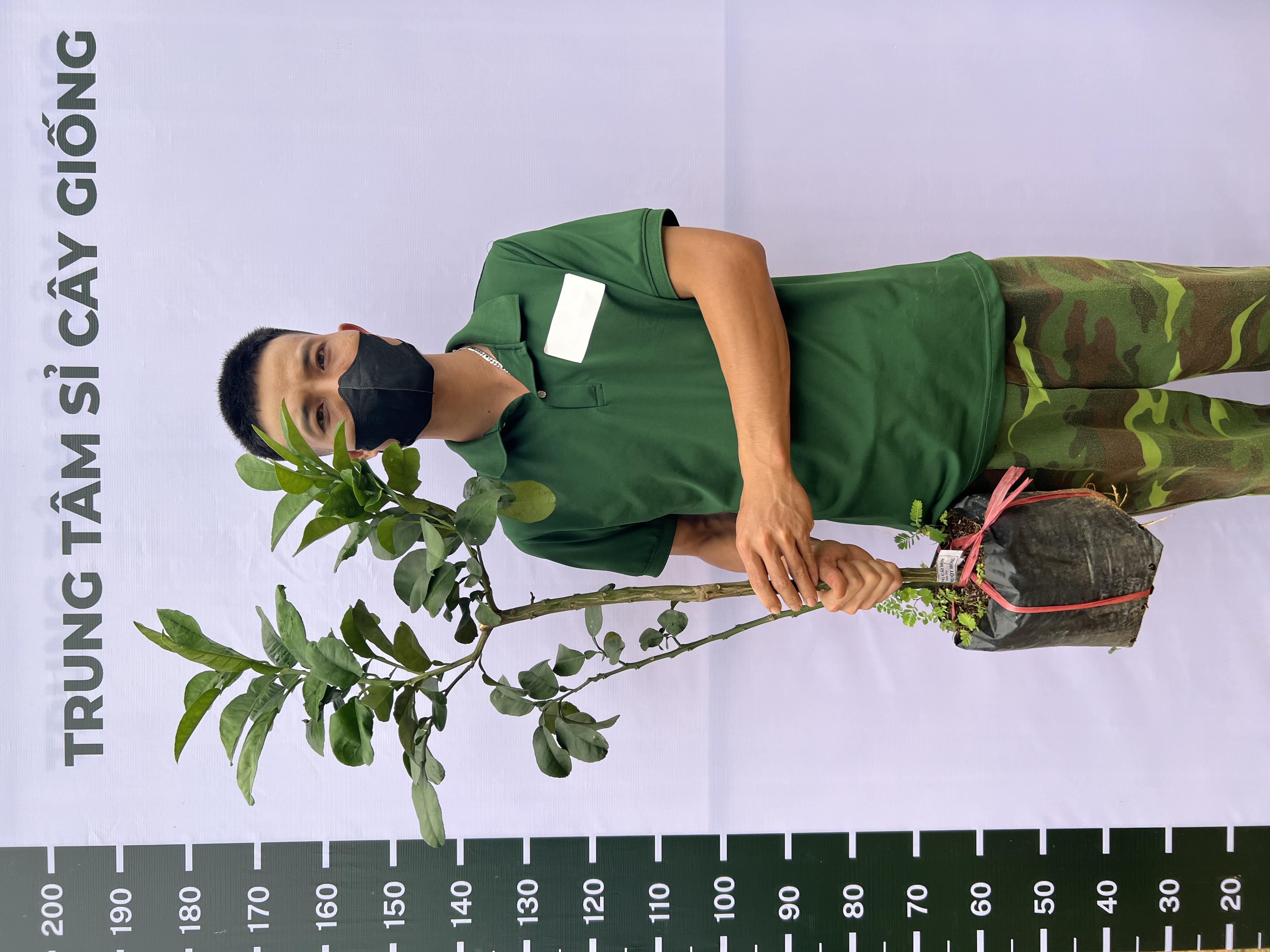 [SIÊU SALE] Bưởi da xanh ruột hồng cao 45-65cm PT46 CALATA_thumbnail_1