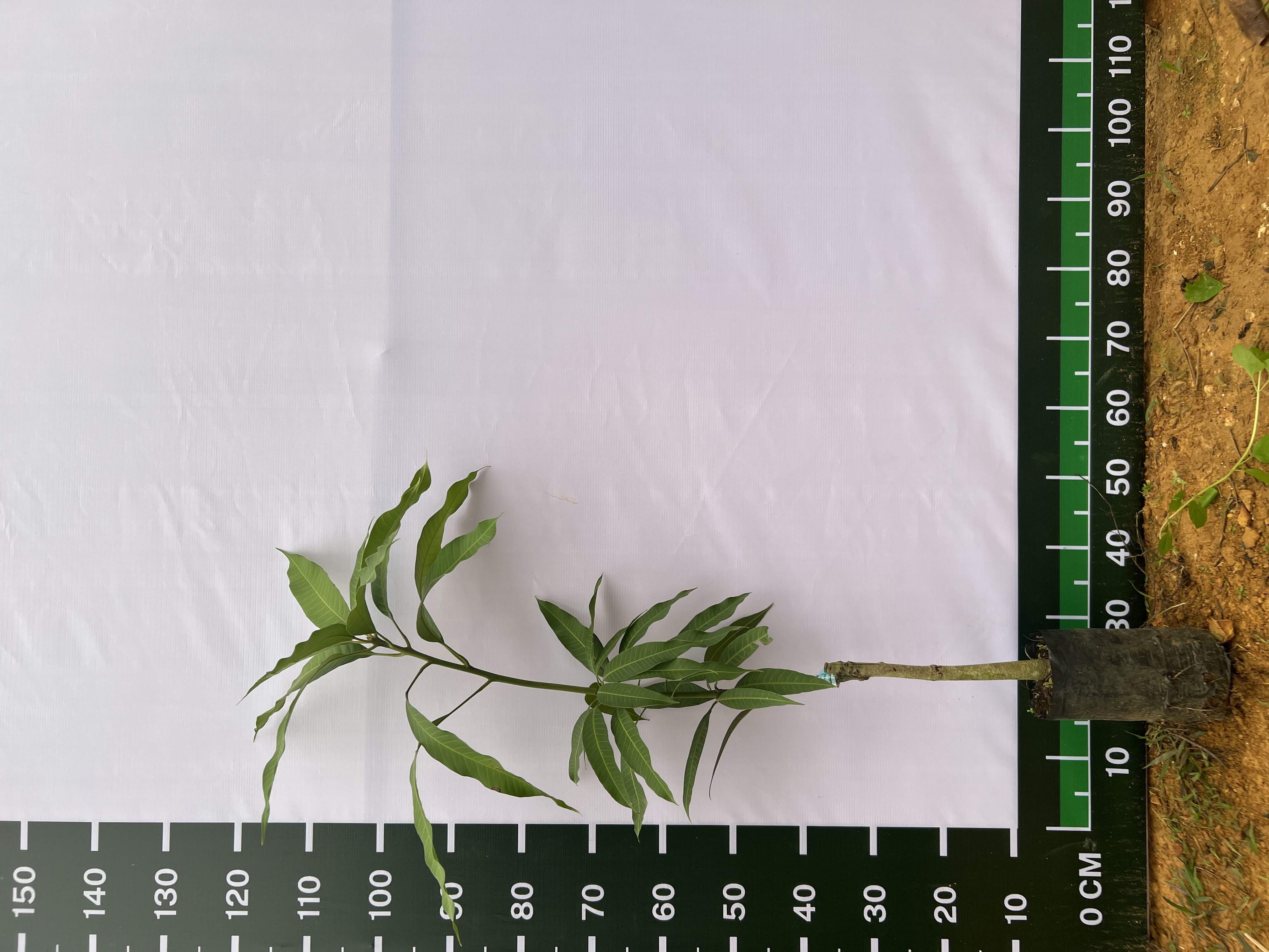 Xoài Thái cao 50-65cm PT43 CALATA