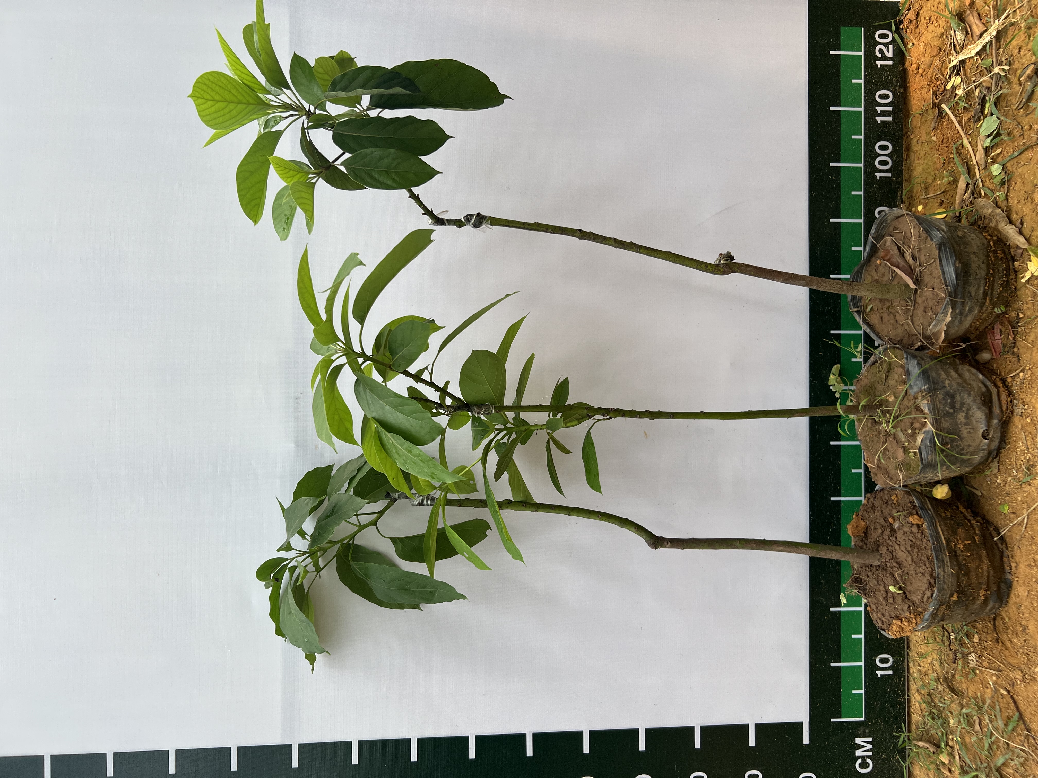 Bơ 034 cao 1-1.2m PT173 CALATA_thumbnail_6