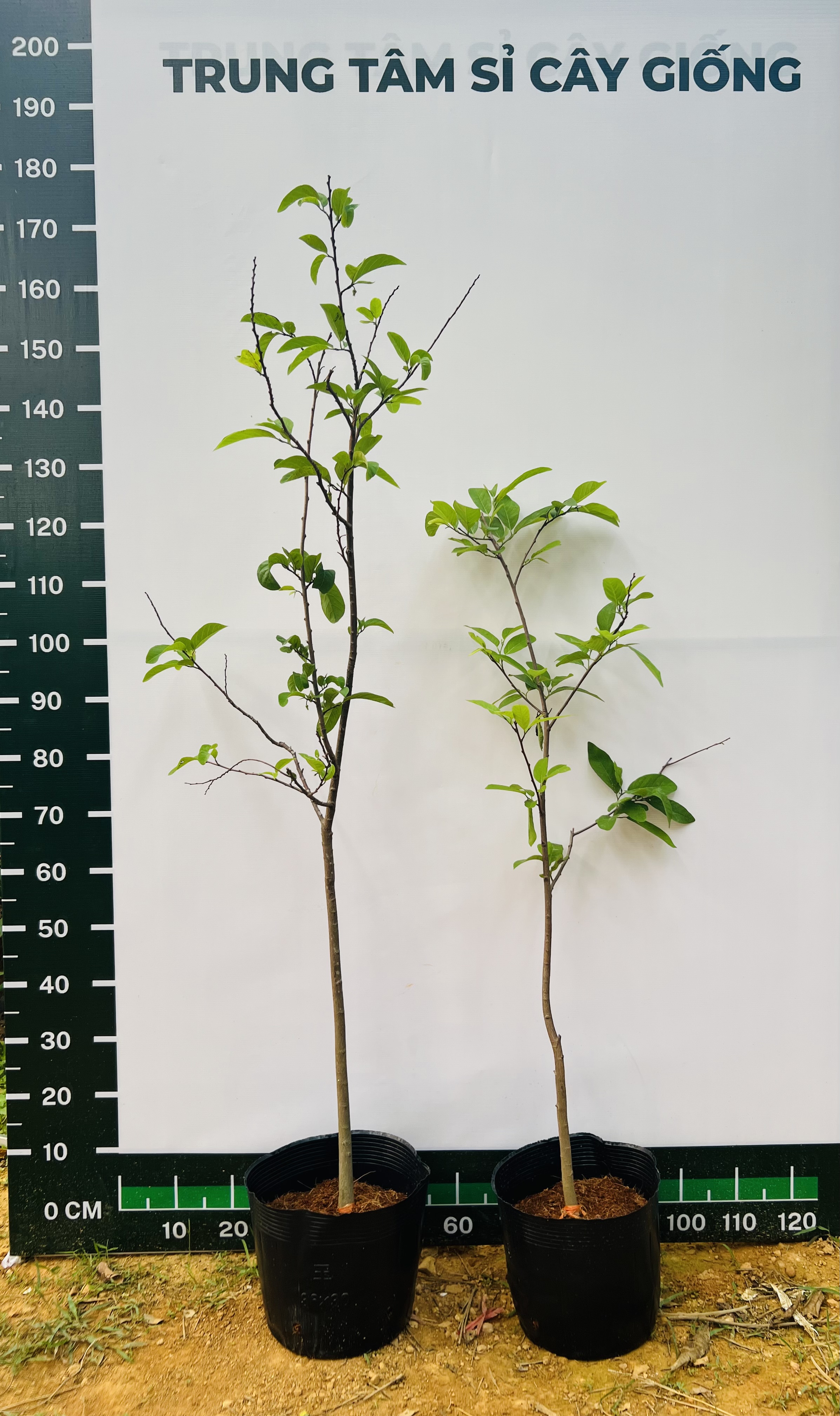 [THANH LÝ] Na dai cao 90-100cm PT89 CALATA_thumbnail_6