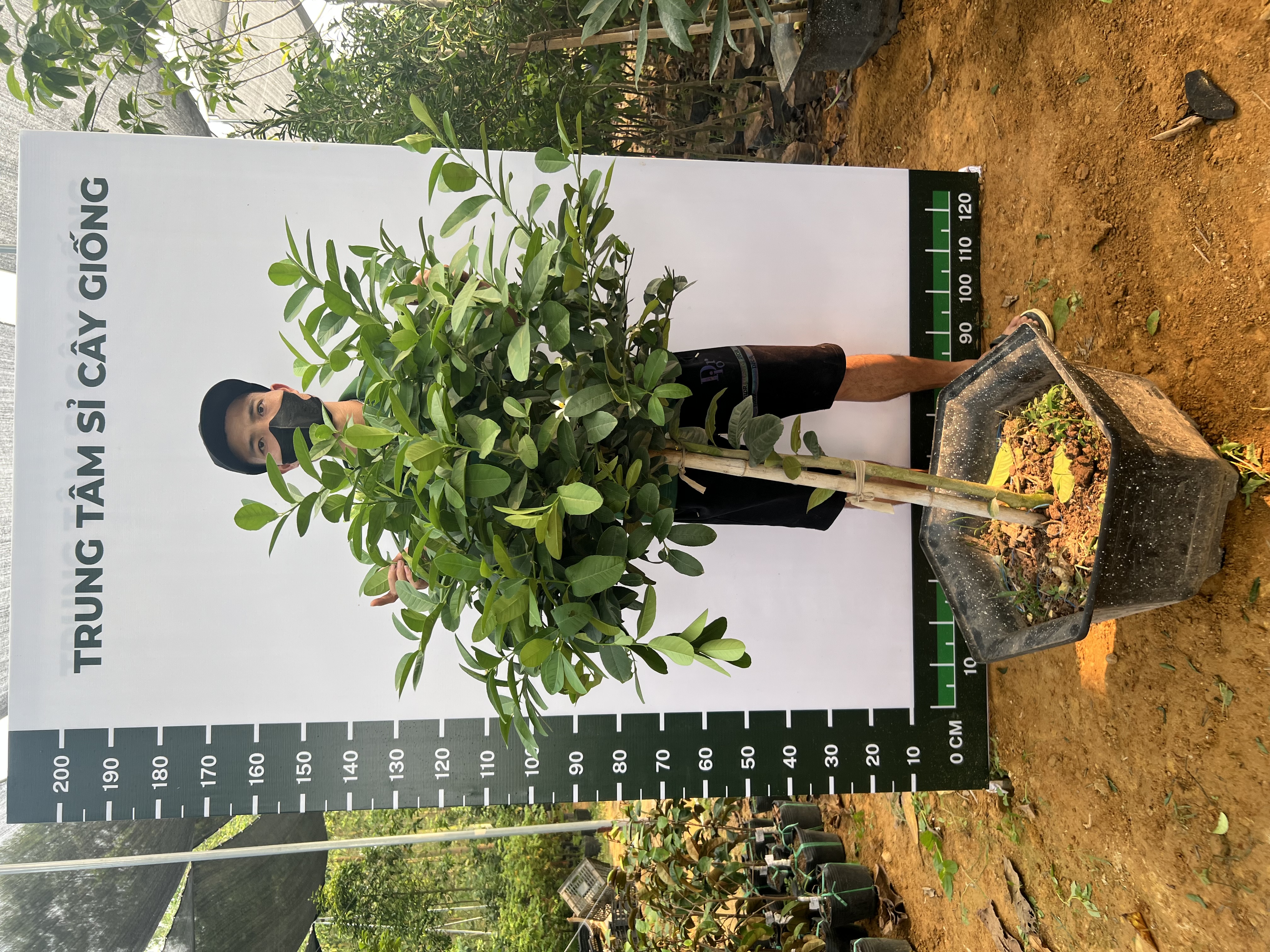 Chanh vàng mỹ cao 1.5-1.8m PT159 CALATA_thumbnail_1