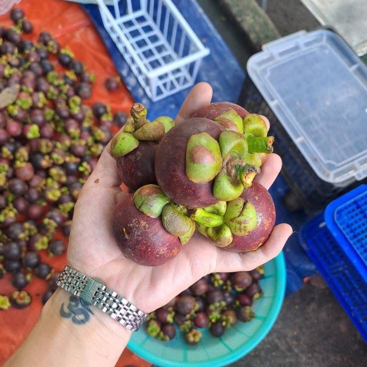 Măng Cụt Lái Thiêu_thumbnail_1
