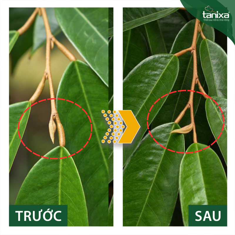 Bộ đóng băng đọt_thumbnail_9