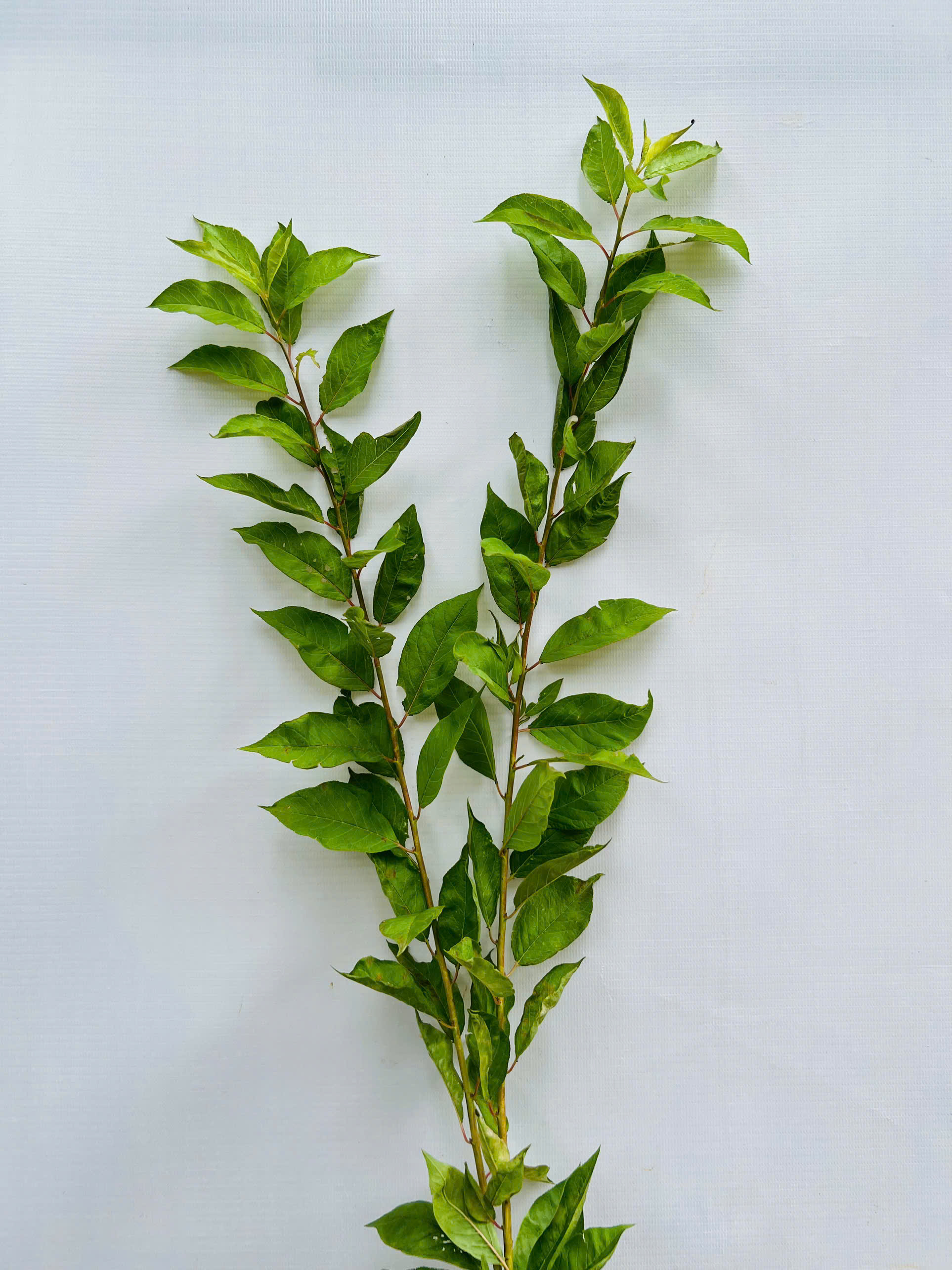 Mận hậu cao 60-70cm PT220 CALATA_thumbnail_2