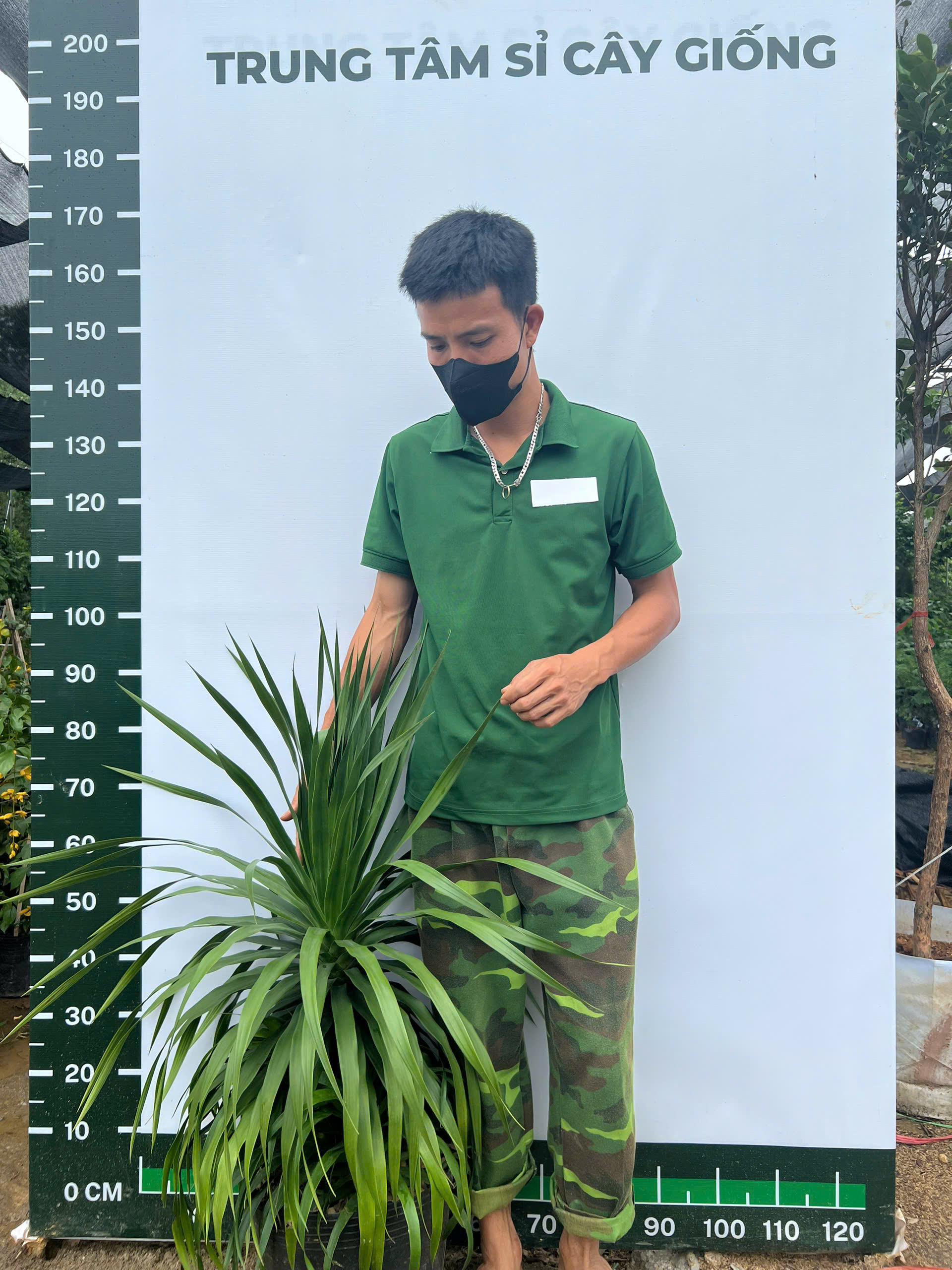 [THANH LÝ] Phát Tài cao 90-110cm PT216 CALATA_thumbnail_1