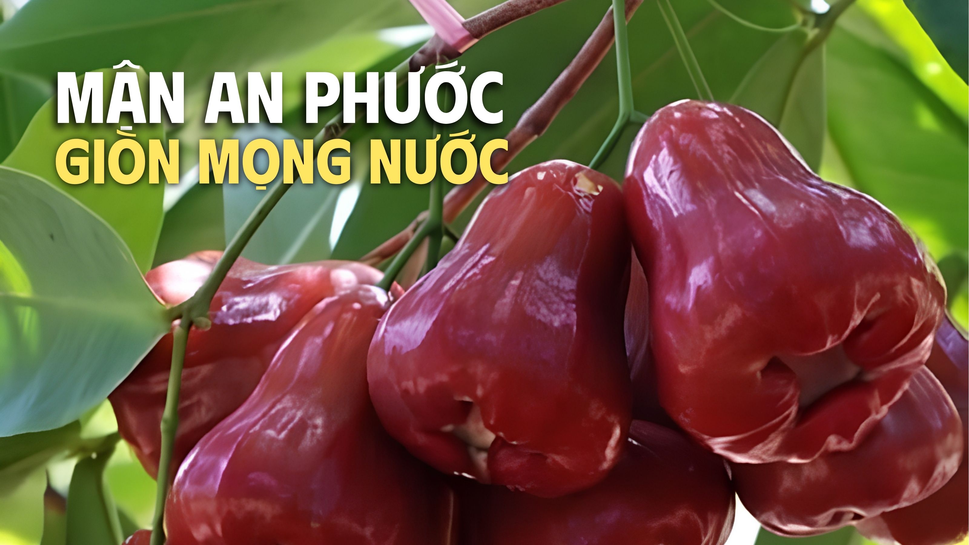 hướng dẫn bảo quản và cách ăn mận 