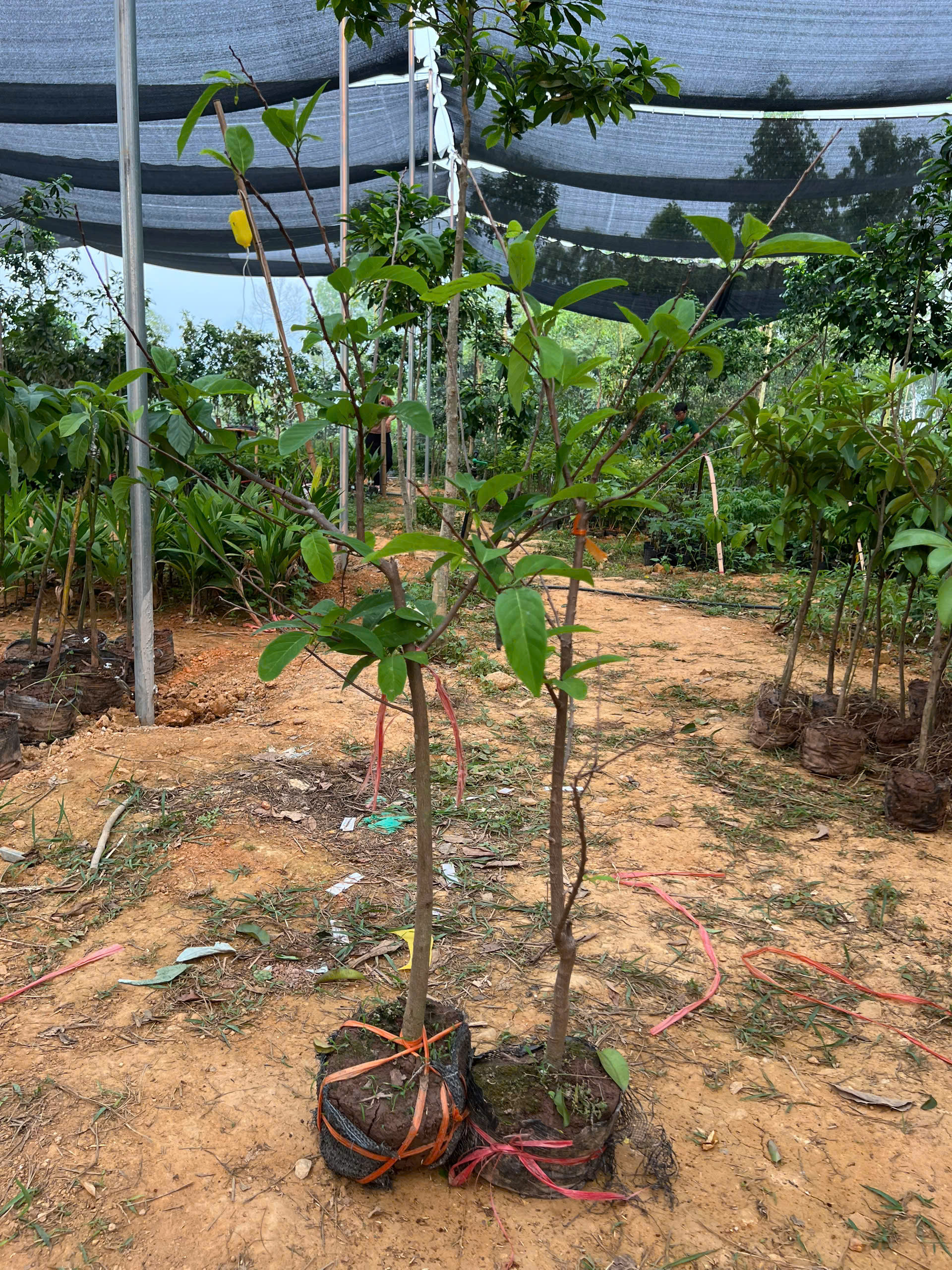 Na dai cao 90-100cm PT89 CALATA