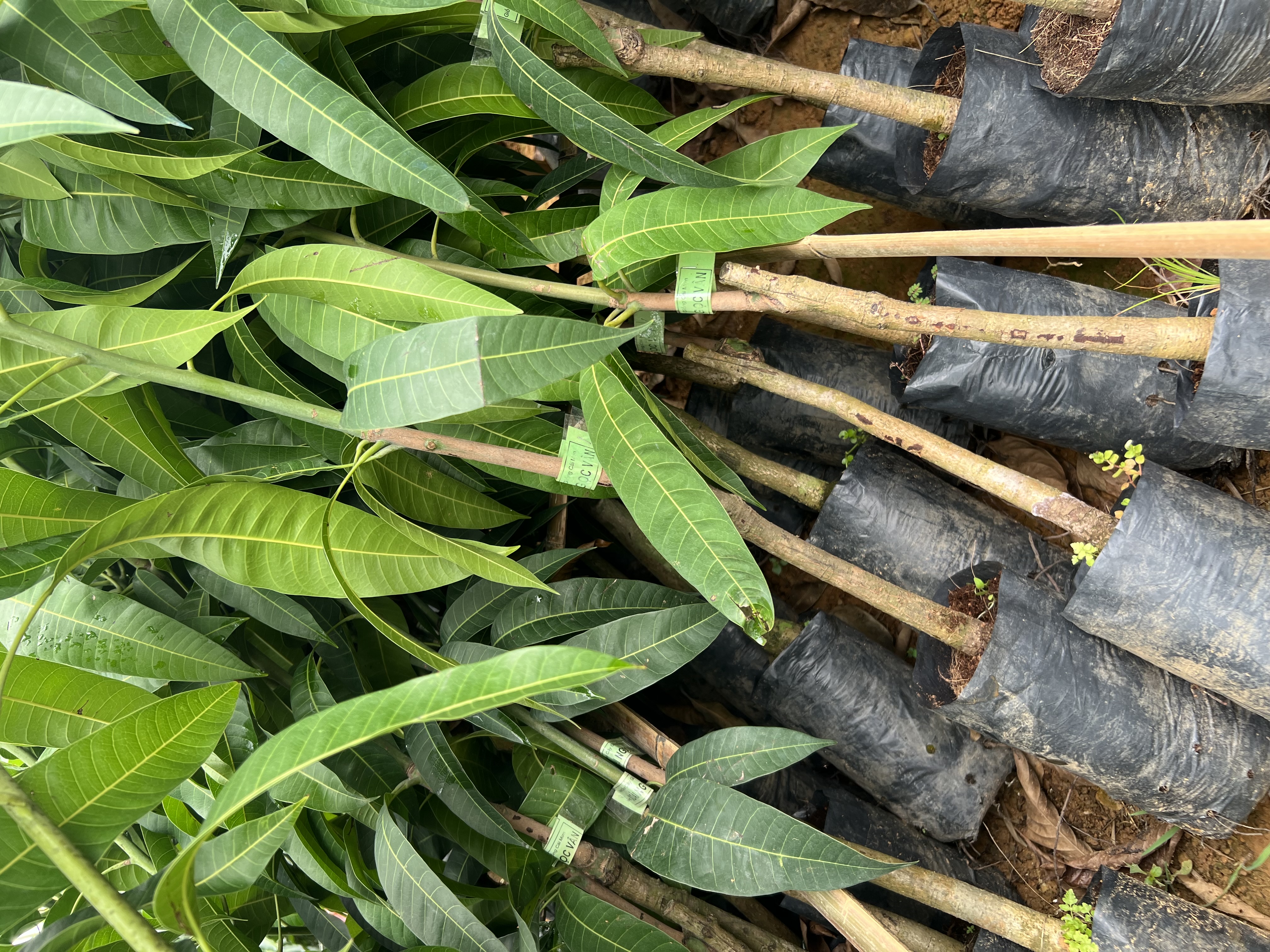 Xoài cát Hoà Lộc cao 55-70cm PT48 CALATA_thumbnail_7