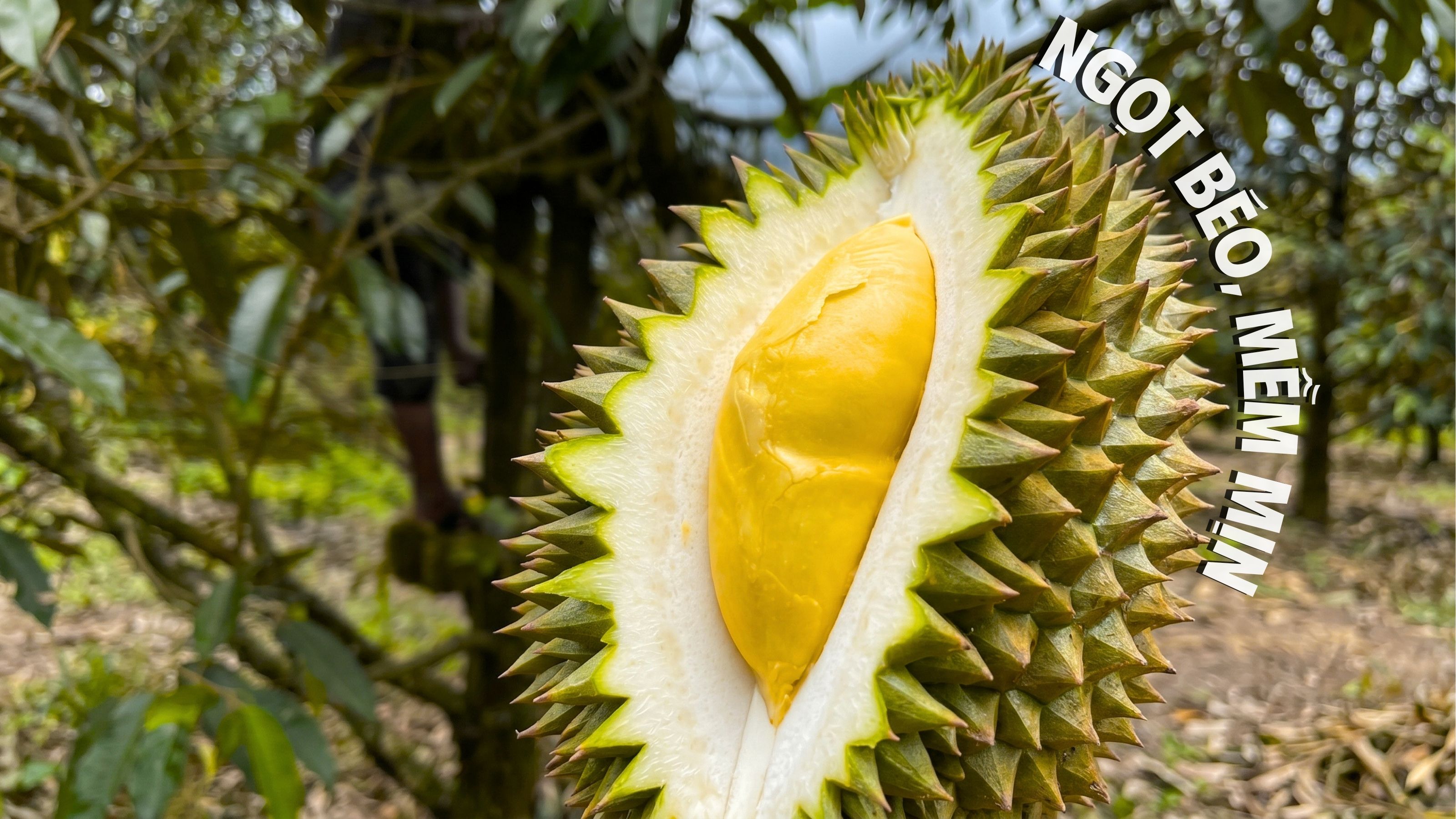 mua sầu riêng 6 hữu