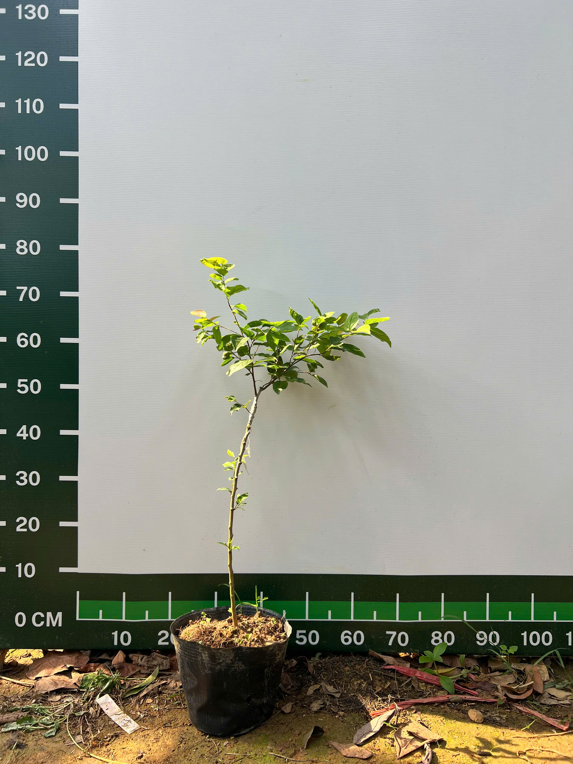 Hồng quân thái khổng lồ siêu trái cây giống ghép cành cao 40-60cm quả to ngọt thanh MQKL-01 CALATA