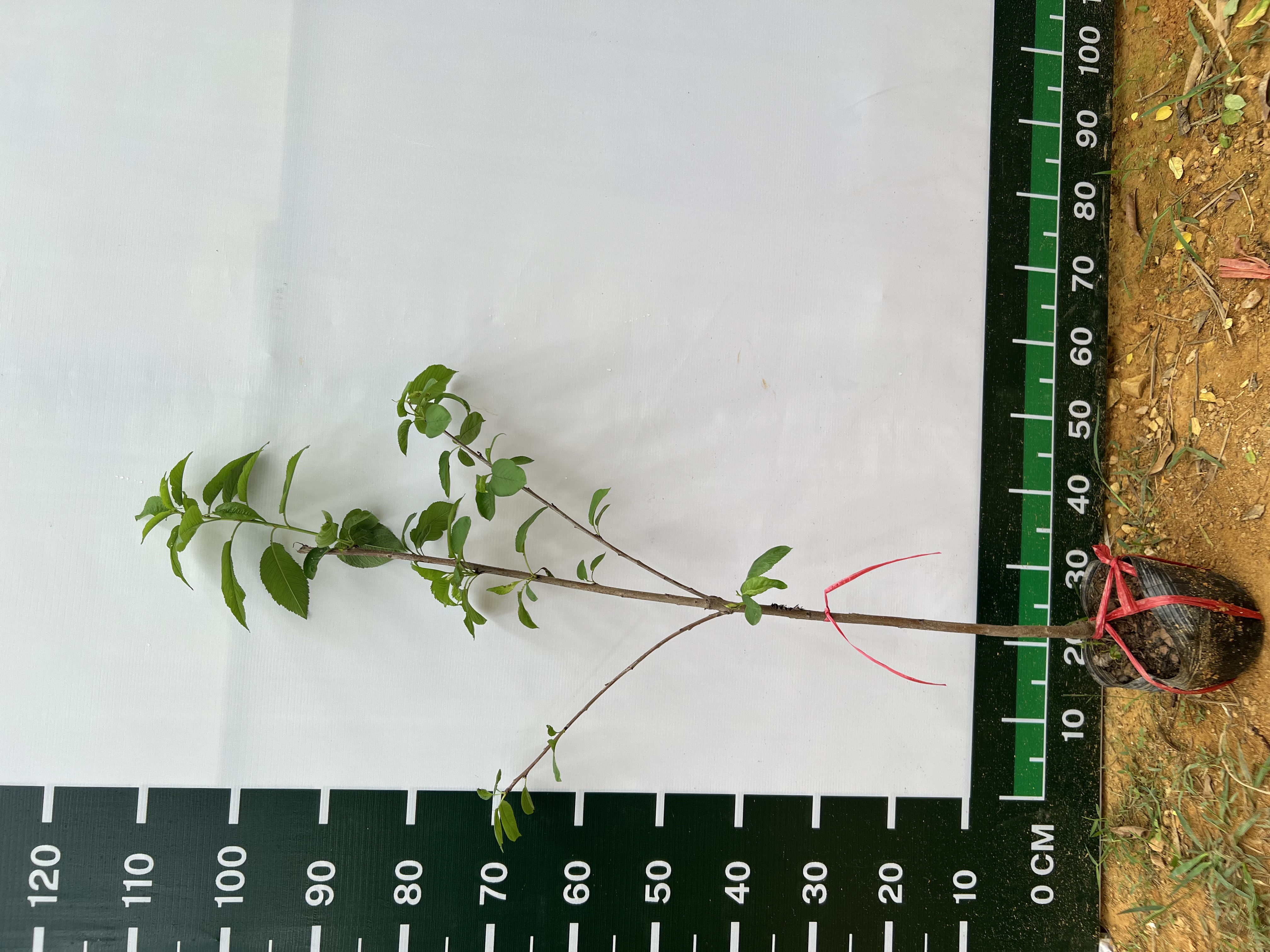 Cherry anh đào cao 1-1.2m PT176 CALATA