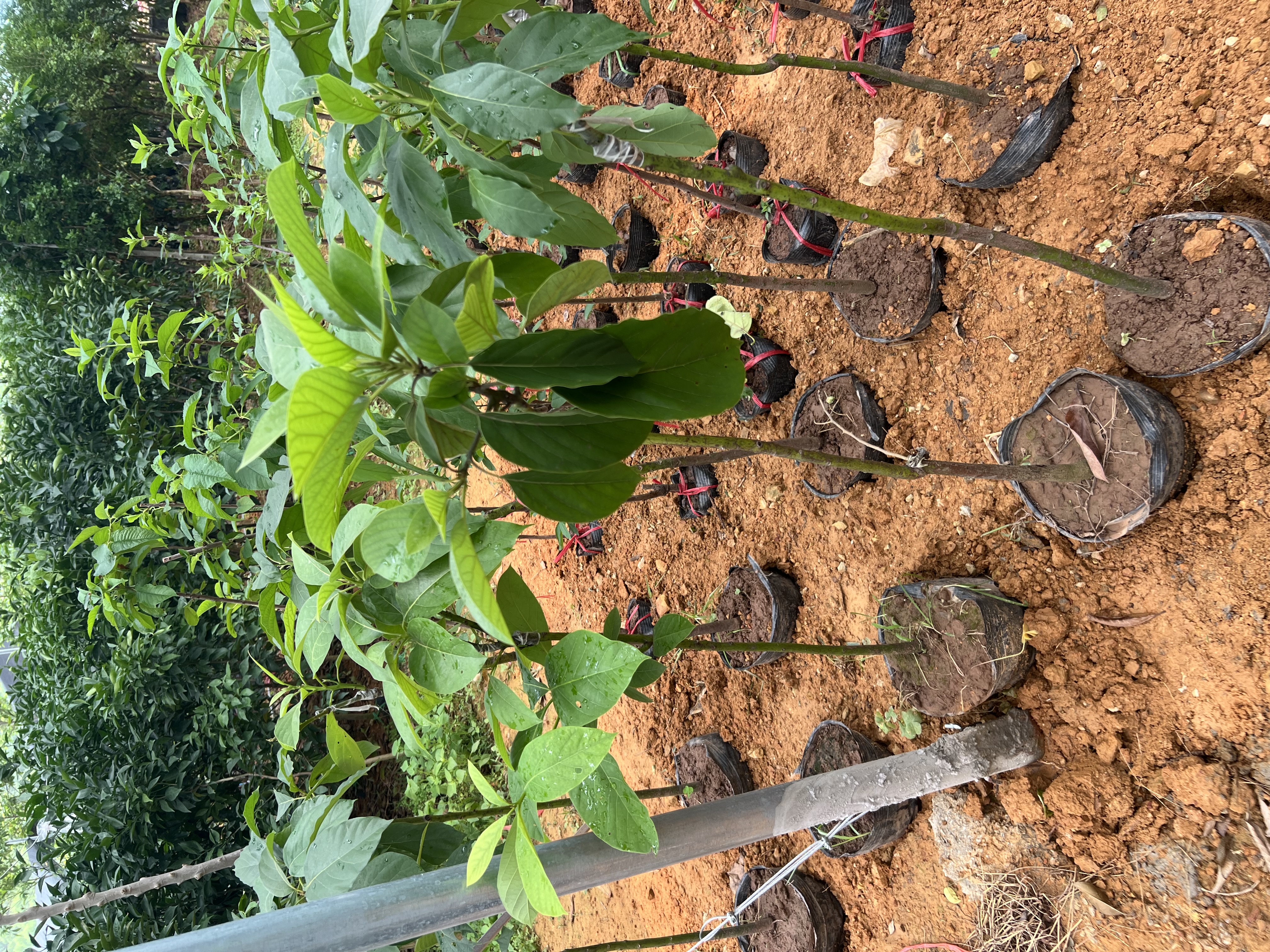 Bơ 034 cao 1-1.2m PT173 CALATA_thumbnail_9