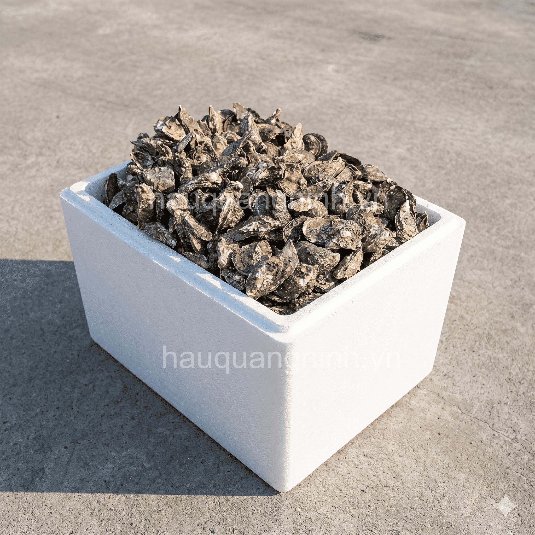 Hàu sữa - Xốp 50kg