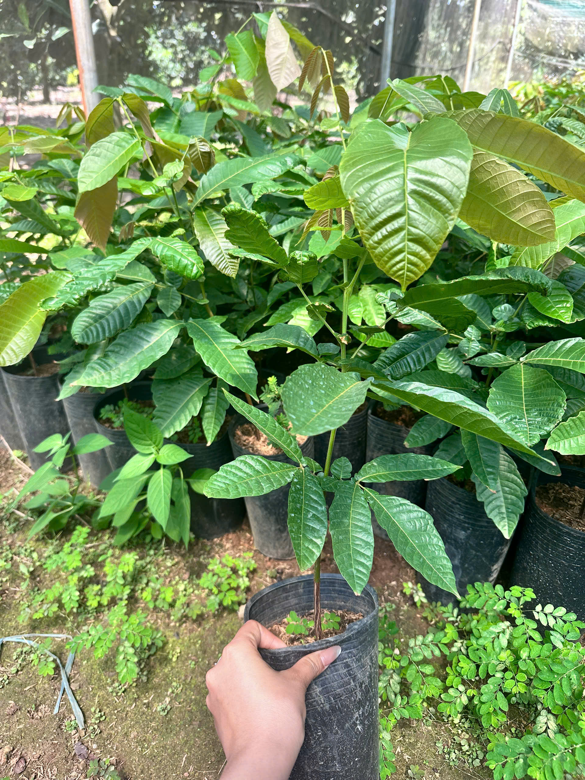 Nhãn matoa cao 40-50cm_thumbnail_1