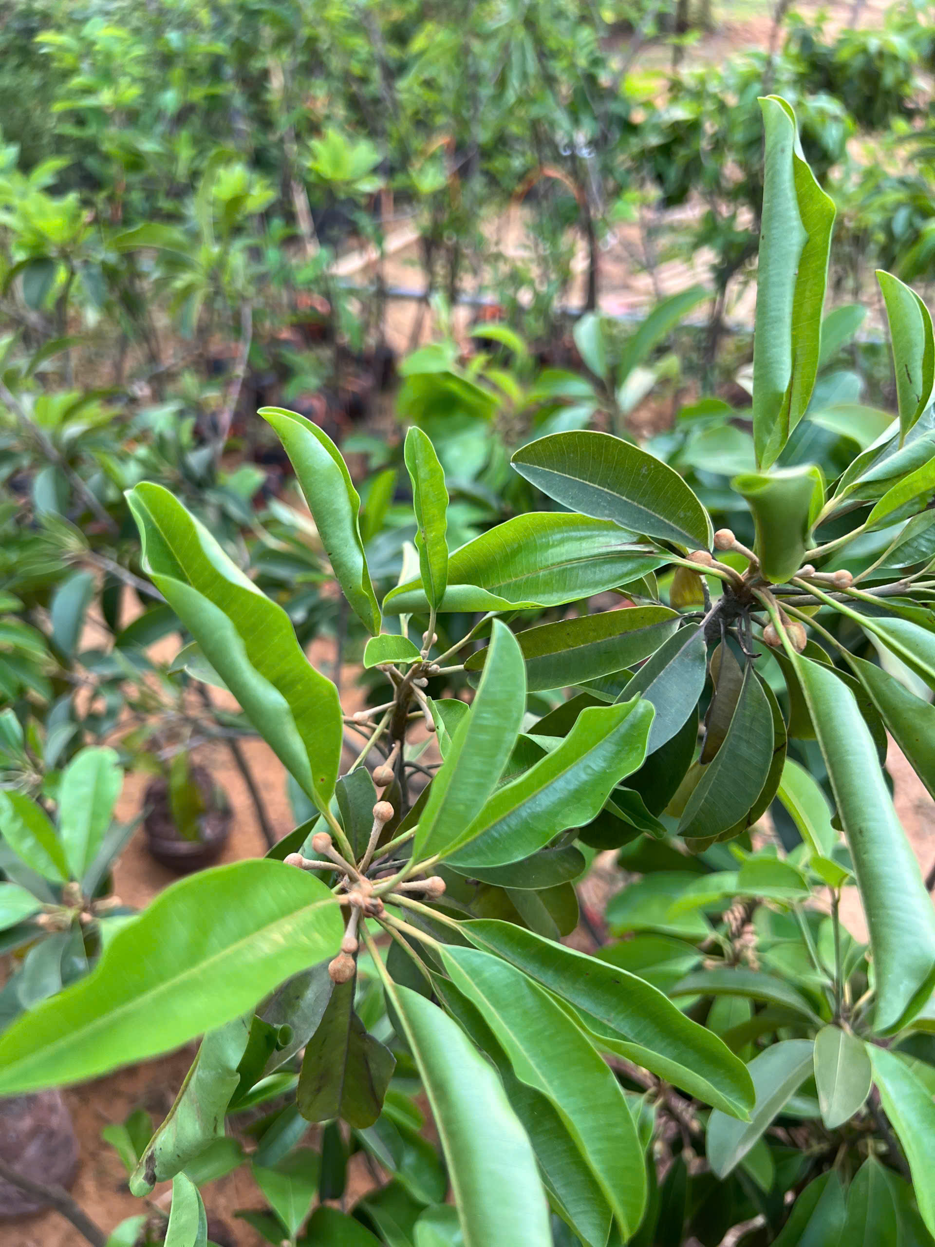 Hồng xiêm cao 1-1.2m PT179 CALATA_thumbnail_1