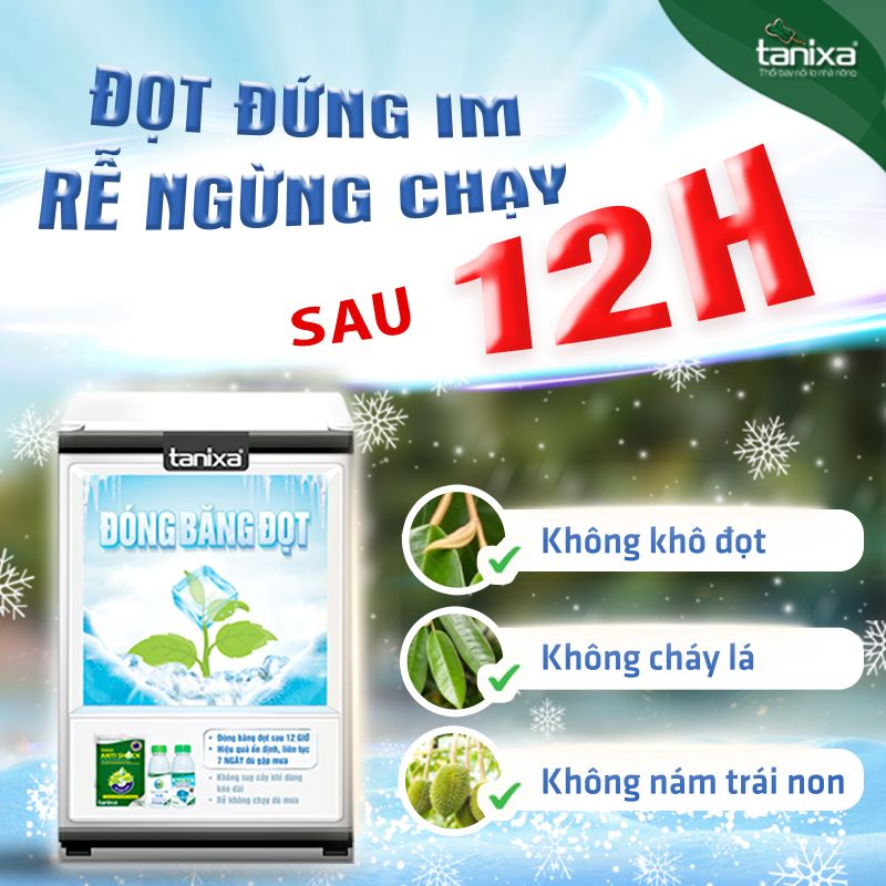Bộ đóng băng đọt_thumbnail_16