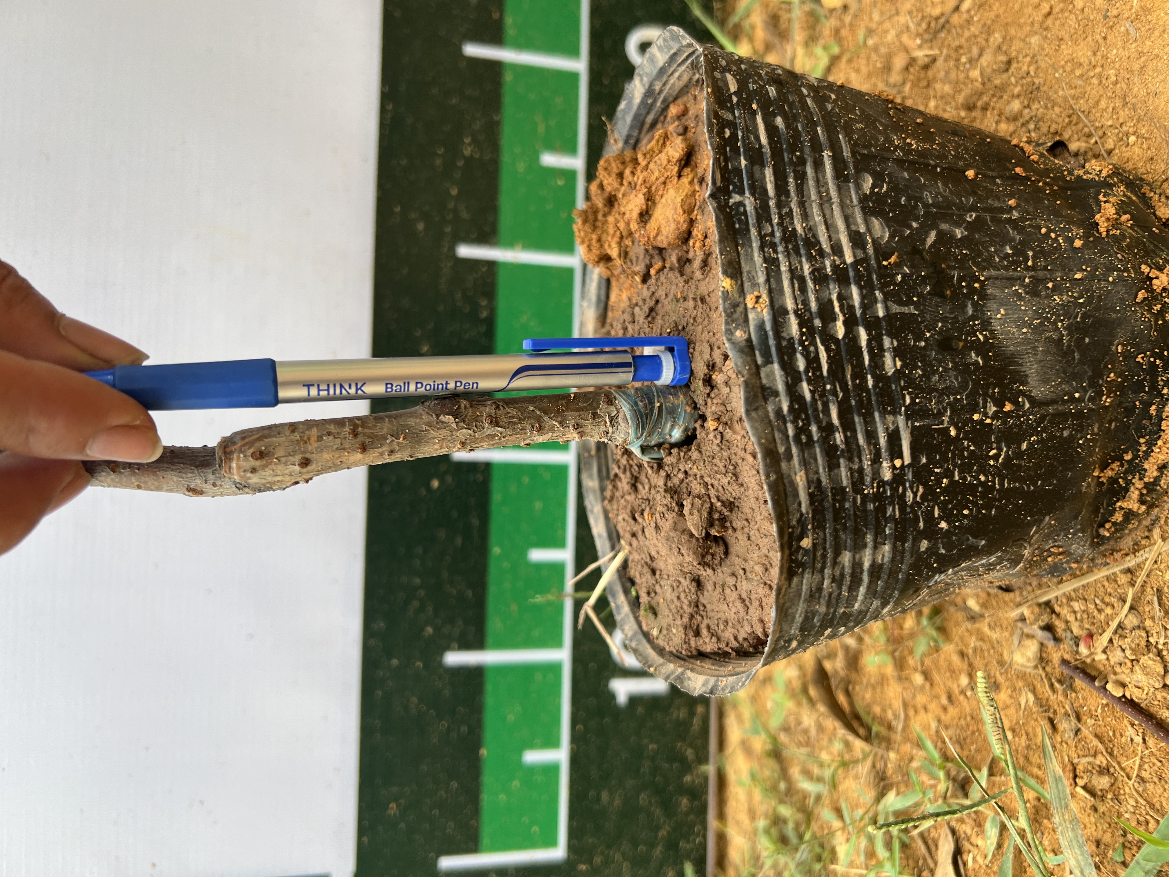 Hoa anh đào cao 1-1.2m PT175 CALATA_thumbnail_5