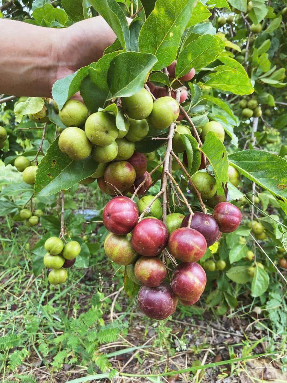 Hồng quân thái khổng lồ siêu trái cây giống ghép cành cao 40-60cm quả to ngọt thanh MQKL-01 CALATA_thumbnail_5