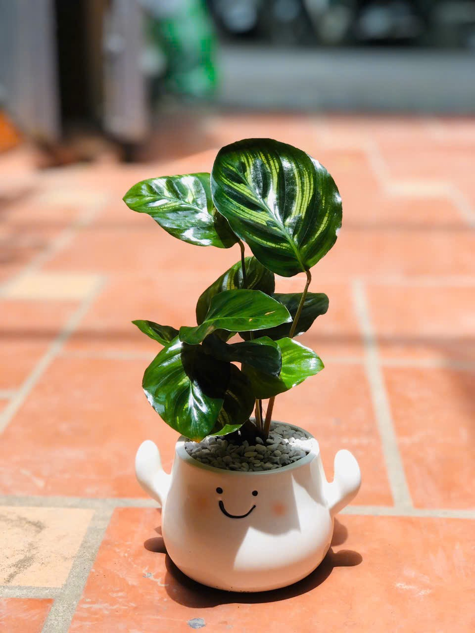 CHẬU ĐỘNG VẬT SỨ_thumbnail_16