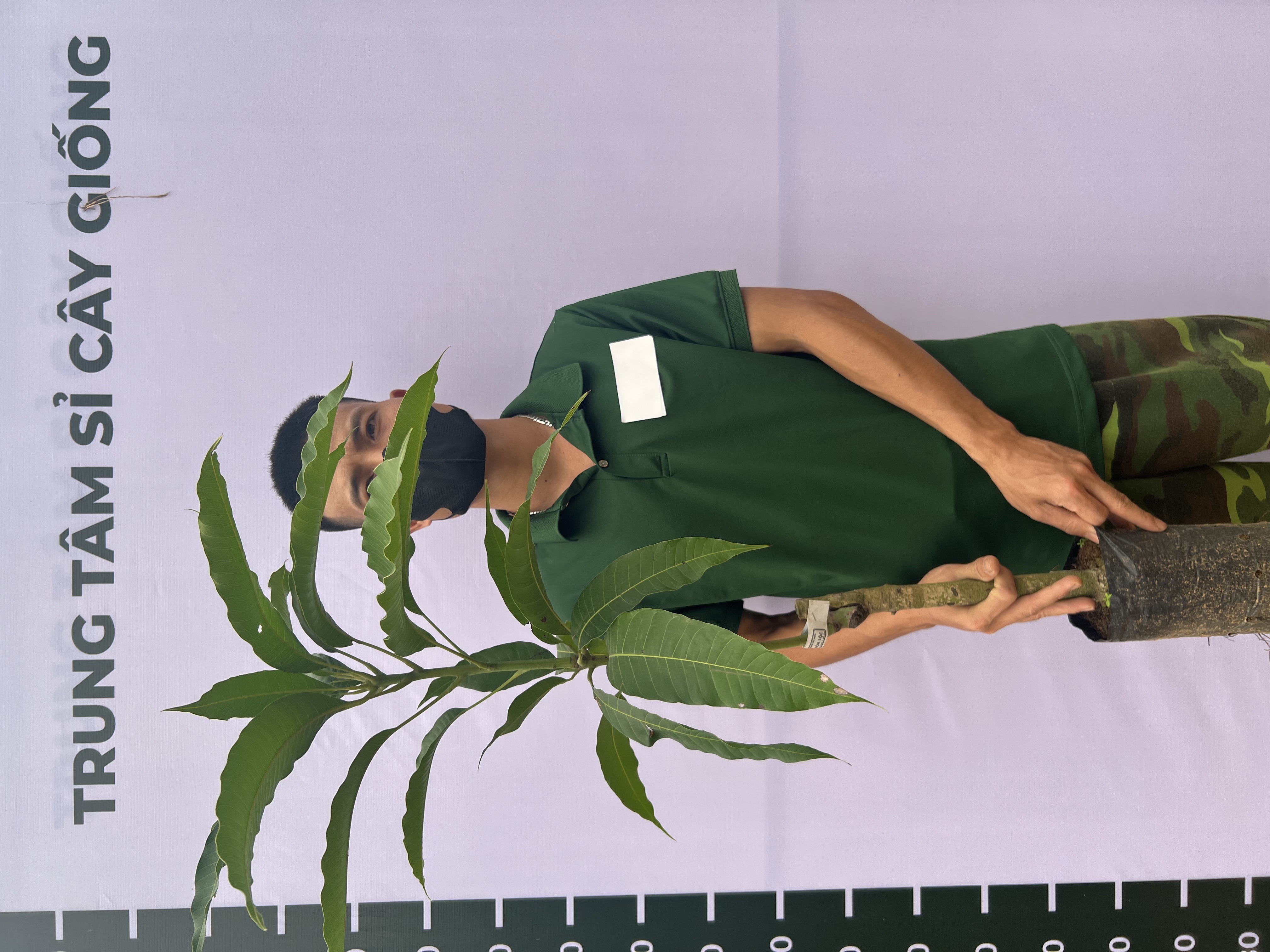 Xoài cát Hoà Lộc cao 55-70cm PT48 CALATA_thumbnail_1