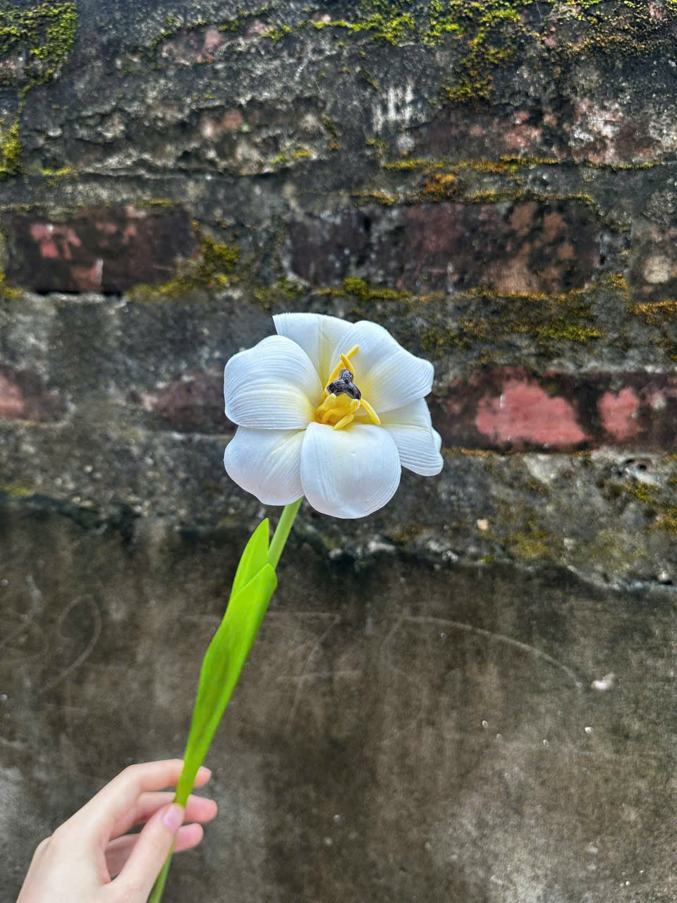 Hoa Tulip Nở Hoa Lụa Cao Cấp Trang Trí Không Gian Hiện Đại Bền Đẹp Không Cần Chăm Sóc_thumbnail_9