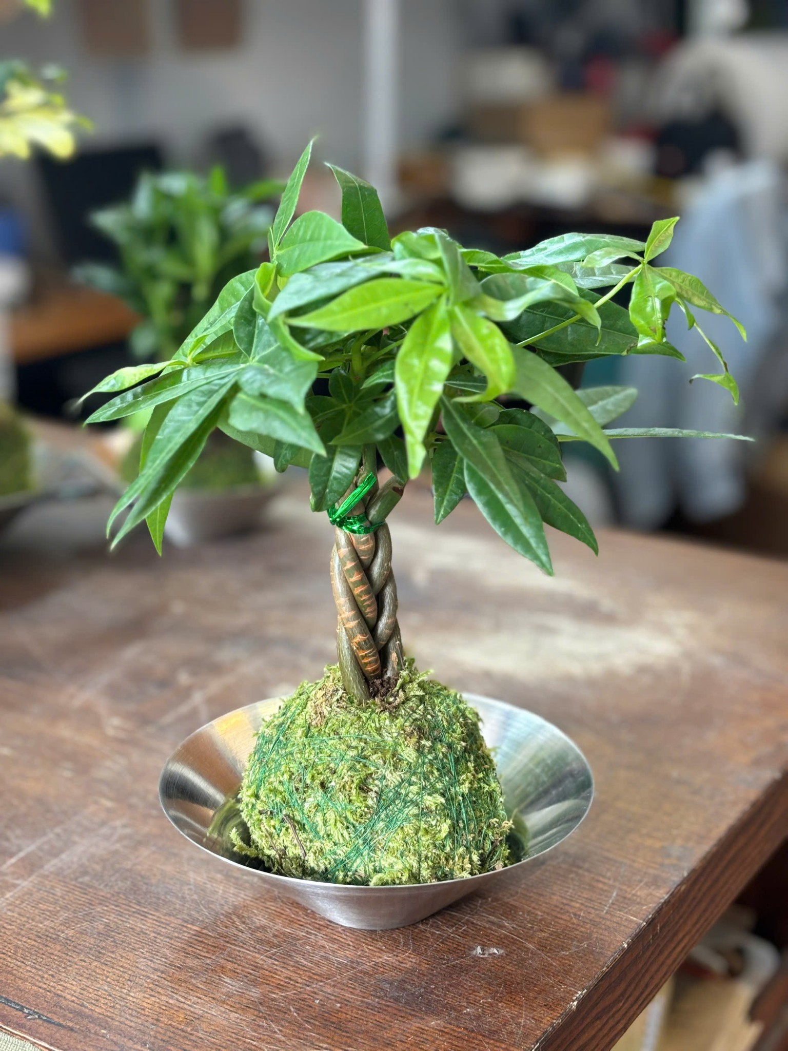 KOKEDAMA_thumbnail_8