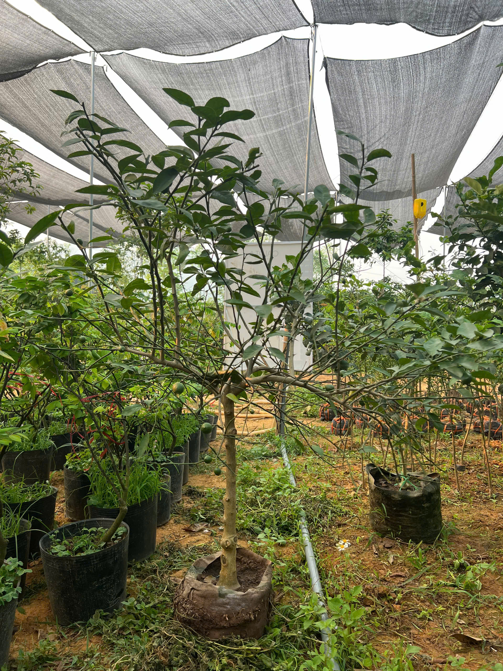 [SIÊU SALE] Chanh vàng mỹ cao 1.5-1.8m PT159A CALATA