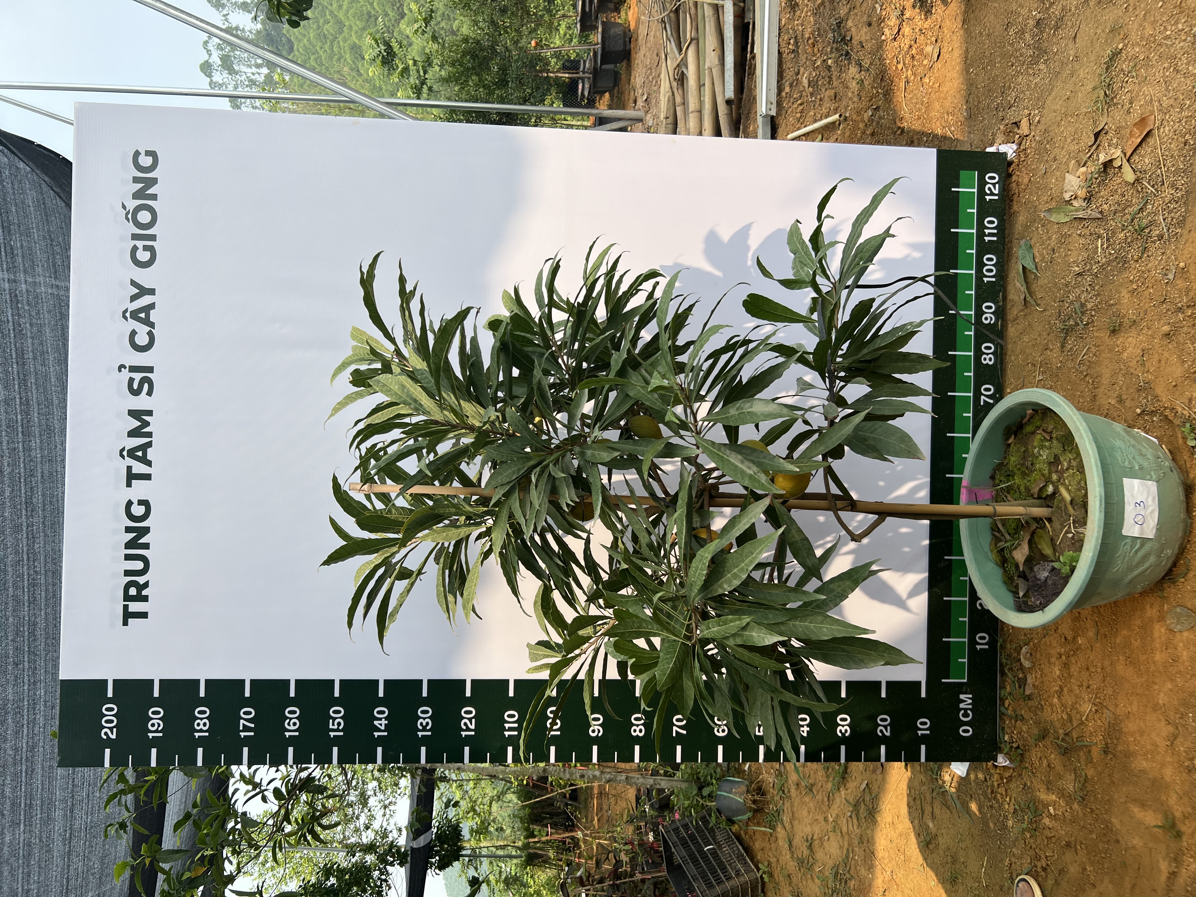 Trứng gà tứ quý cao 1.5-1.7m PT167 CALATA