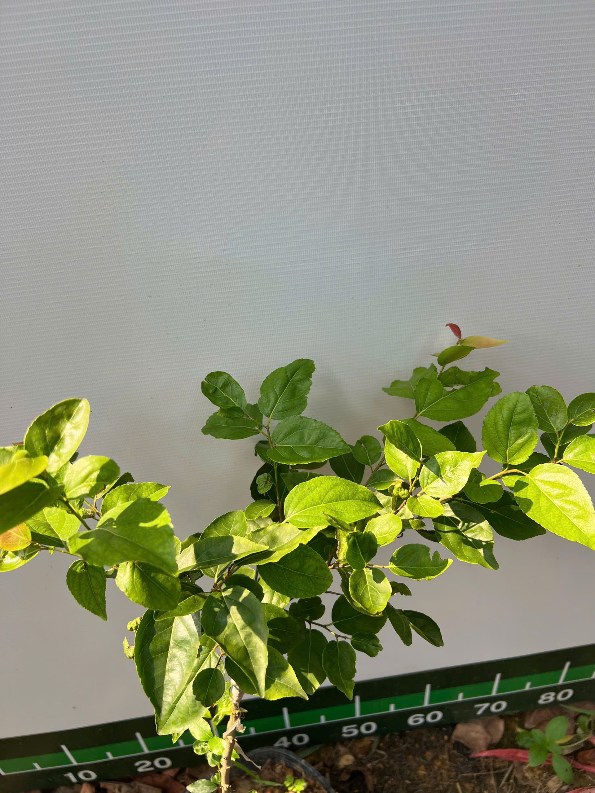 Hồng quân đài loan cây cao 60-80cm HQDL-01 CALATA_thumbnail_1