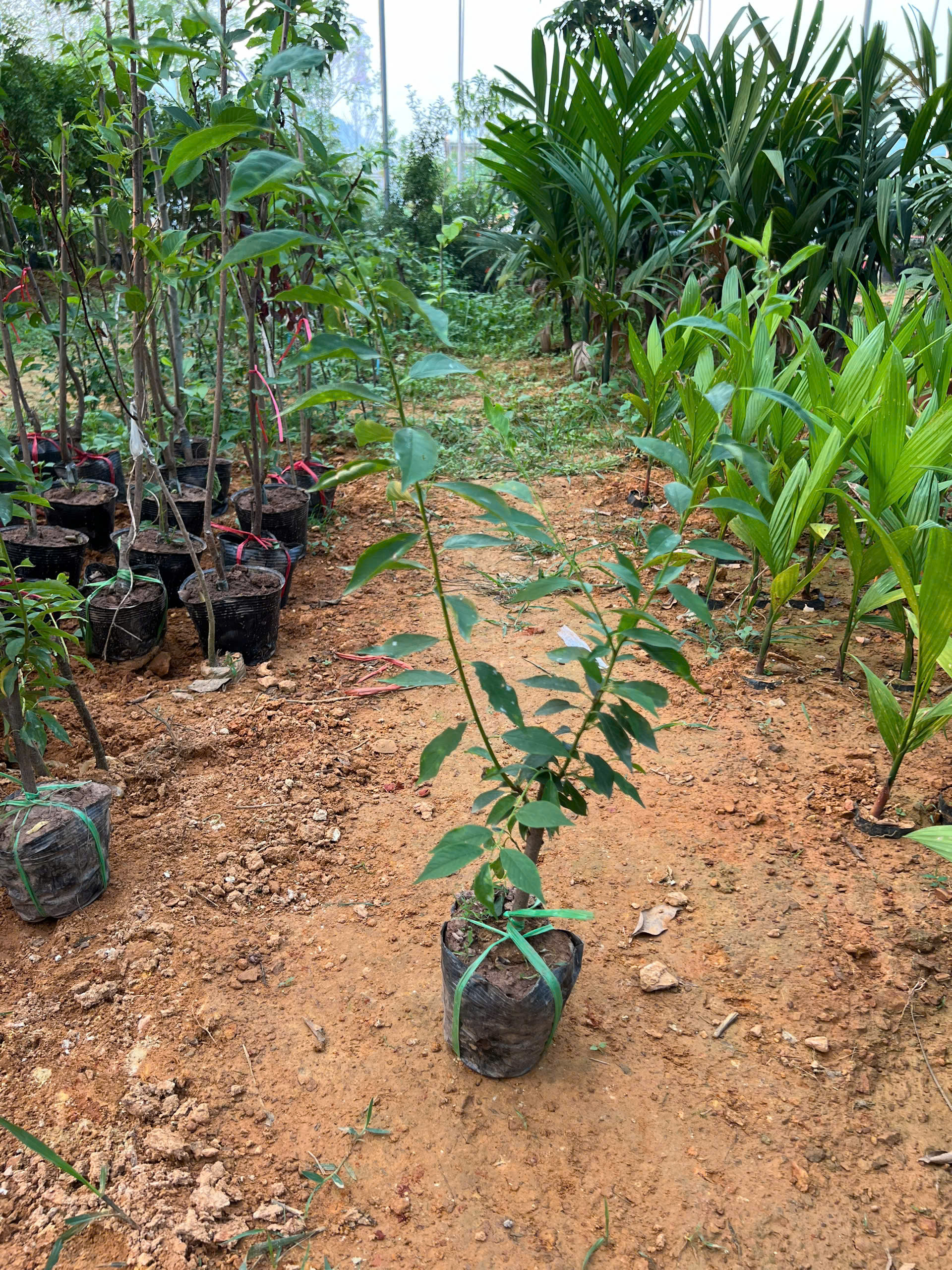 Mận hậu cao 40-50cm PT178 CALATA