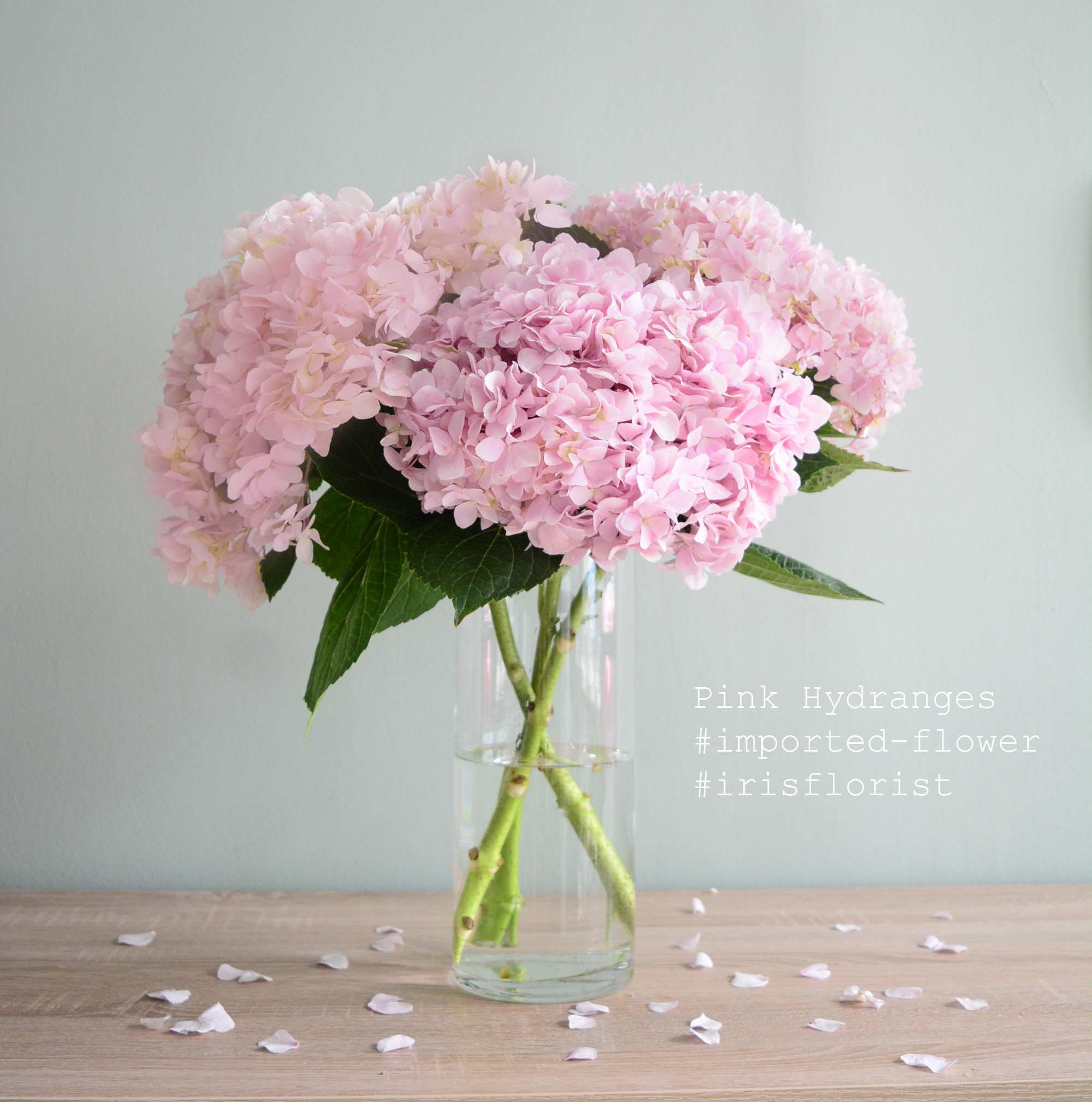 Hoa tú cầu (Hydrangeas)_9