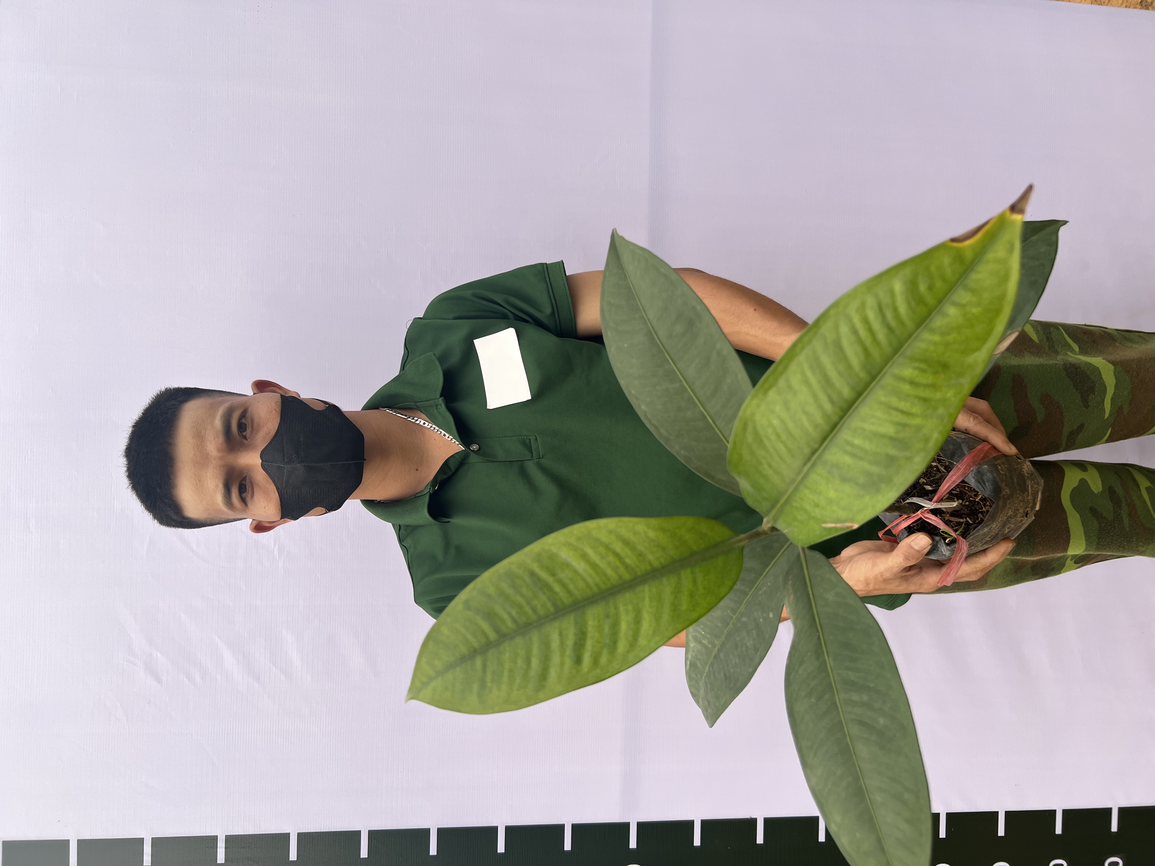 [THANH LÝ] Măng cụt cao 50-60cm PT86 CALATA_thumbnail_4
