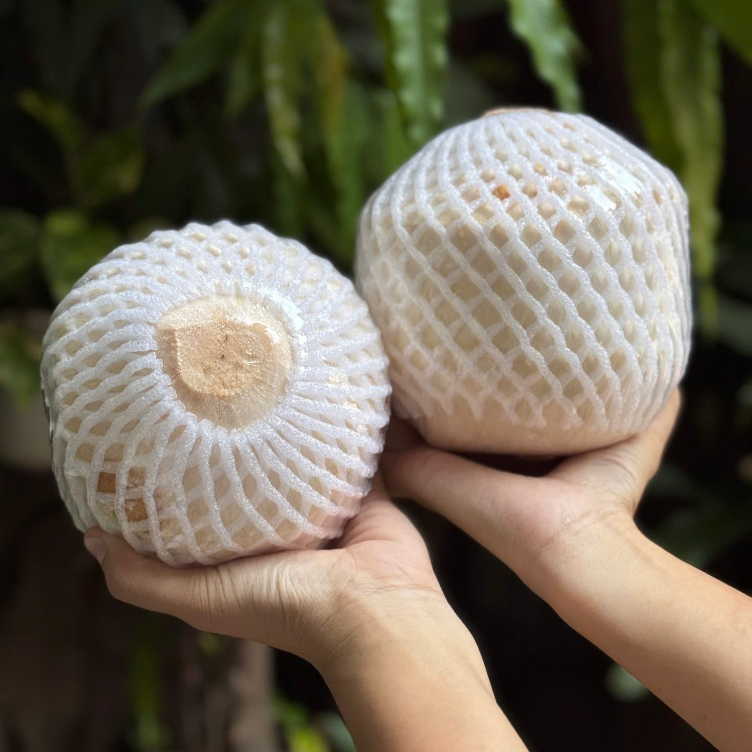 Dừa Kim Cương_thumbnail_0