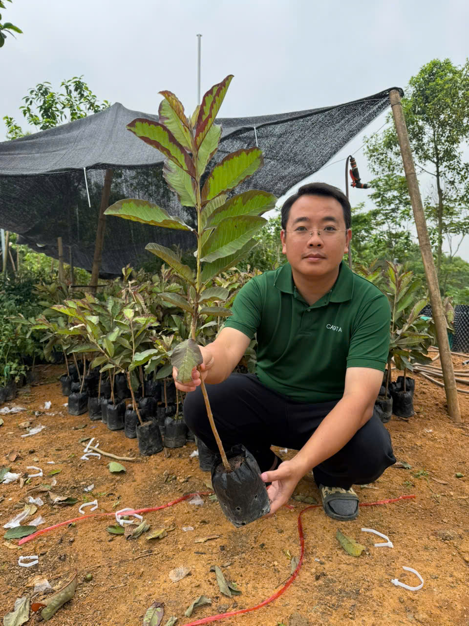 Ổi kim cương loang lổ cây 30-40cm