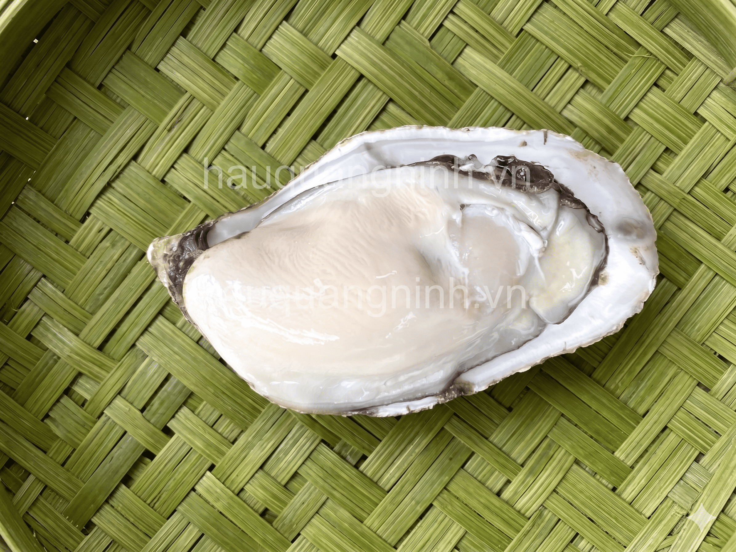 Hàu Đại Dương Chọn_thumbnail_3