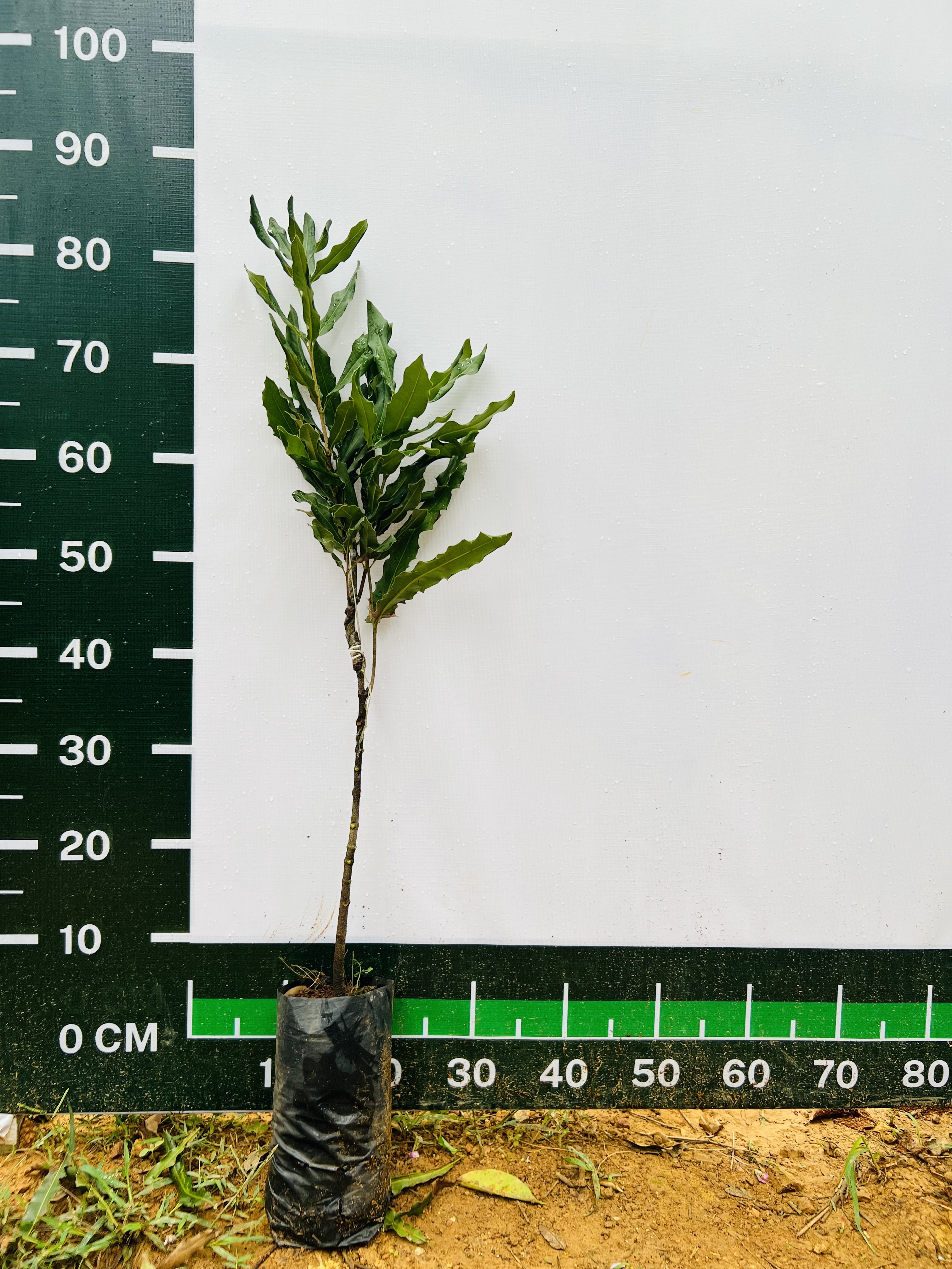 Mắc ca cao 70-90cm PT180 CALATA
