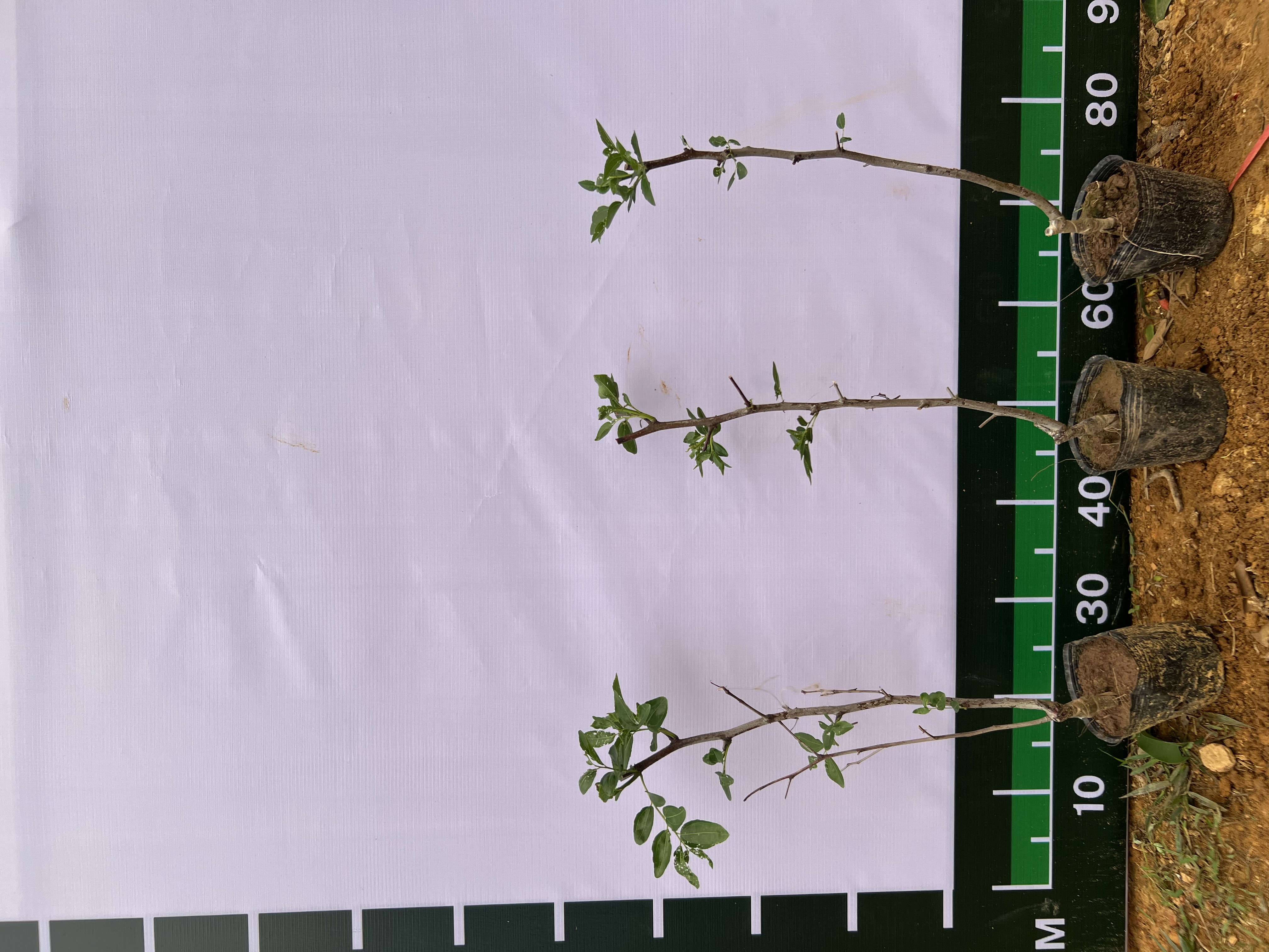 Hồng táo Dongzao cao 35-45cm PT81 CALATA_thumbnail_2