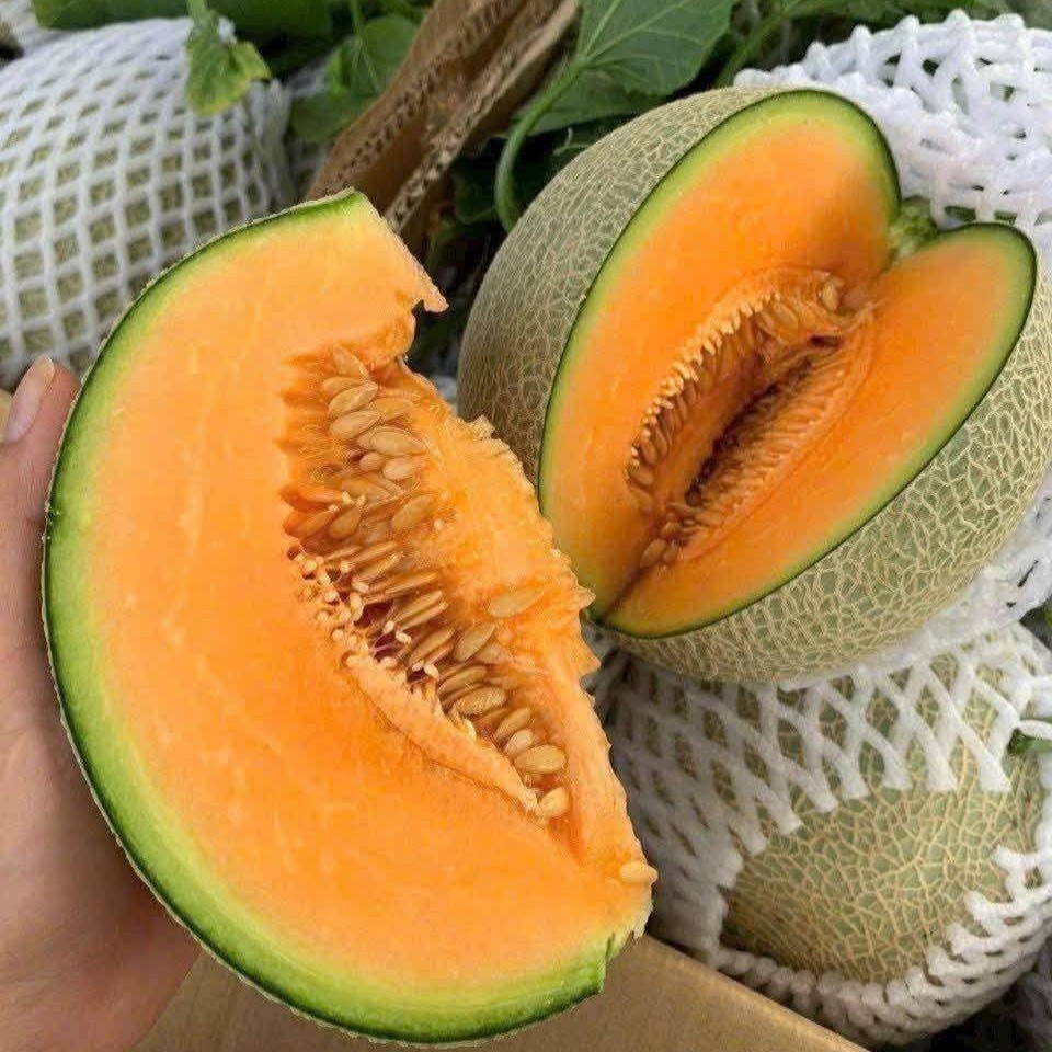 Dưa Lưới Tròn TL3_thumbnail_0