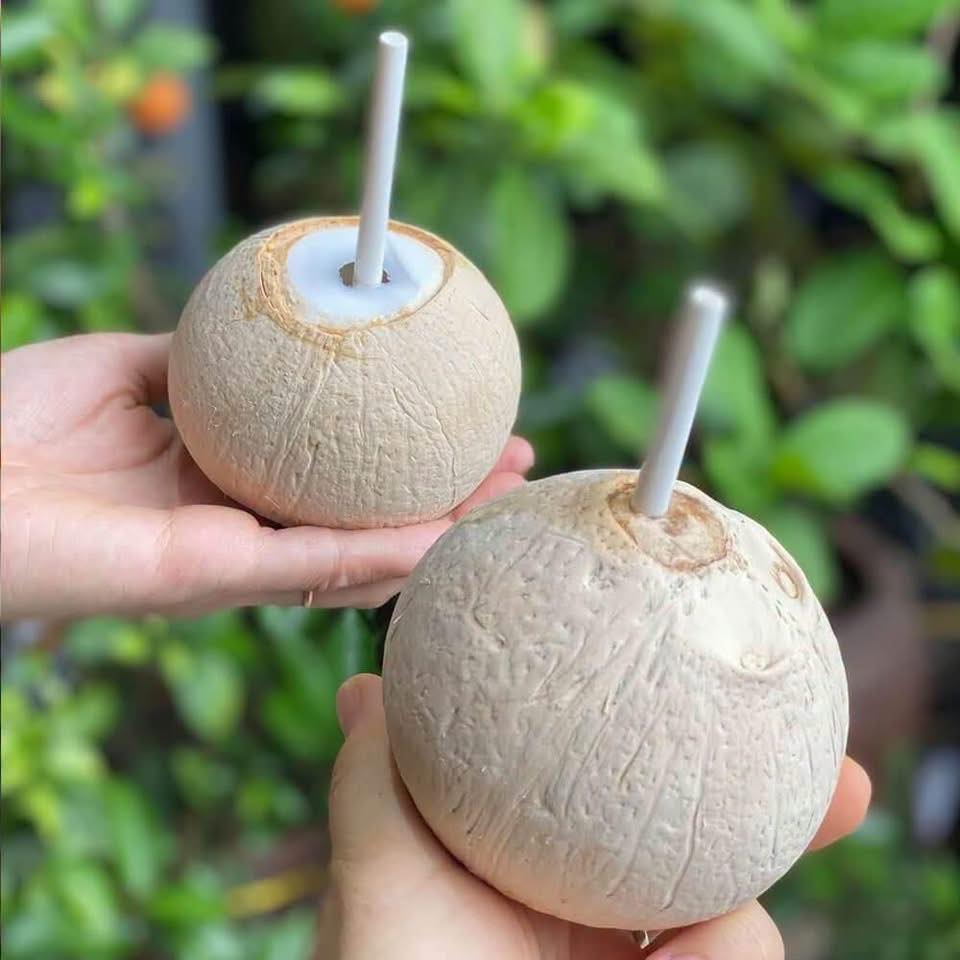 Dừa Xiêm Gọt Trọc_thumbnail_0