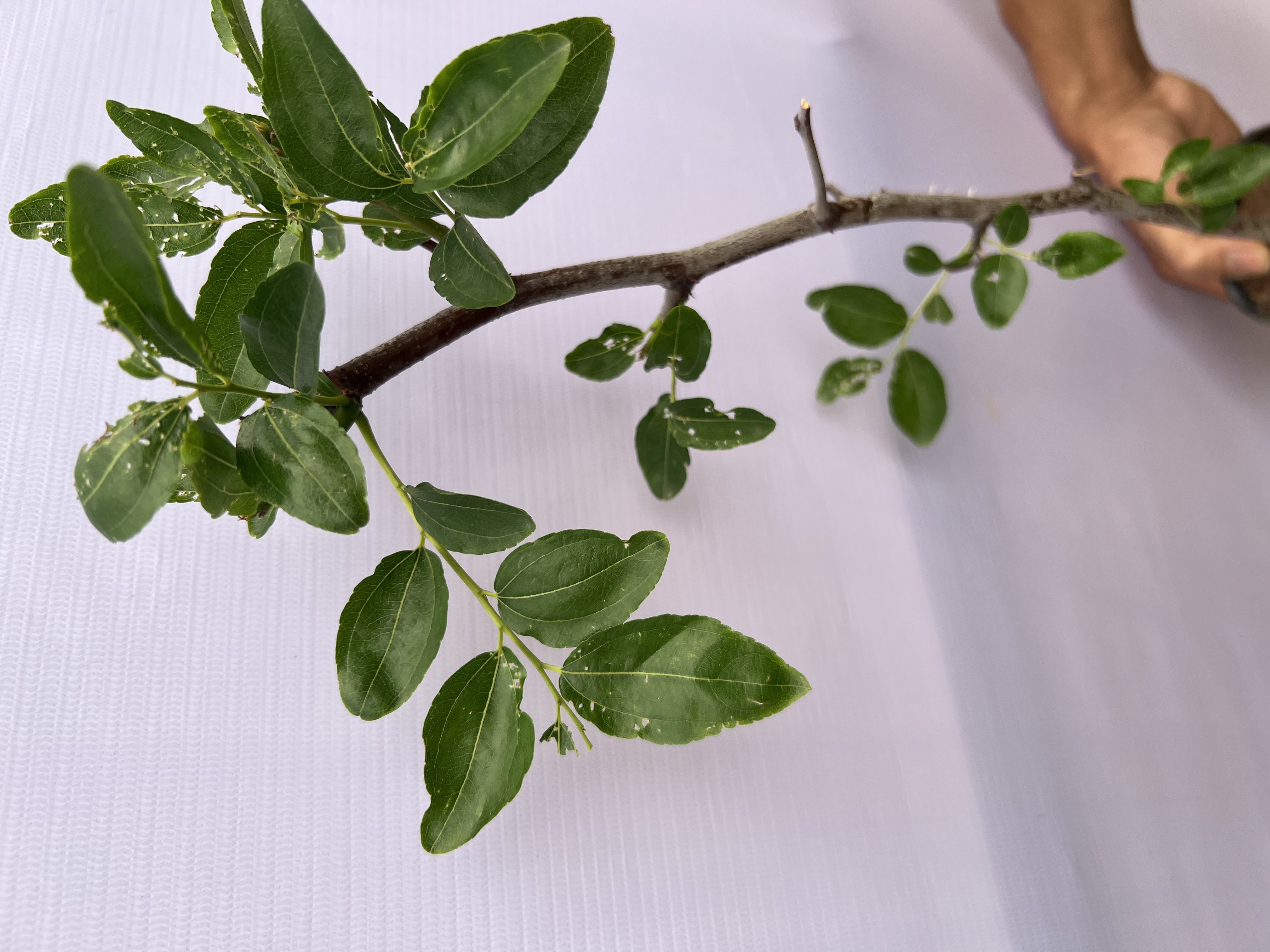 Hồng táo Dongzao cao 35-45cm PT81 CALATA_thumbnail_4