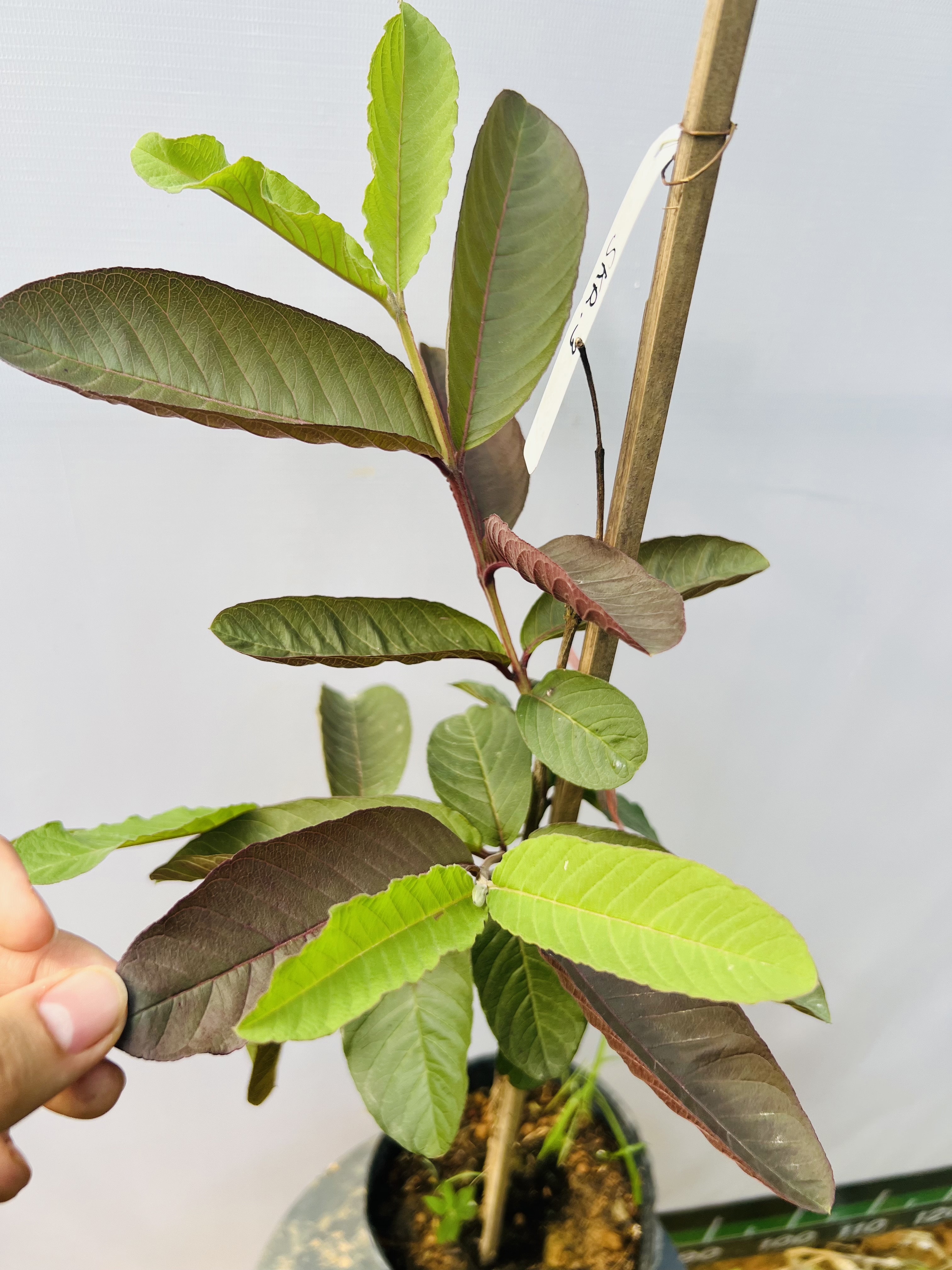 Ổi Sisaket 3 ghép cành cao 45-60cm OSK-01 CALATA_thumbnail_3