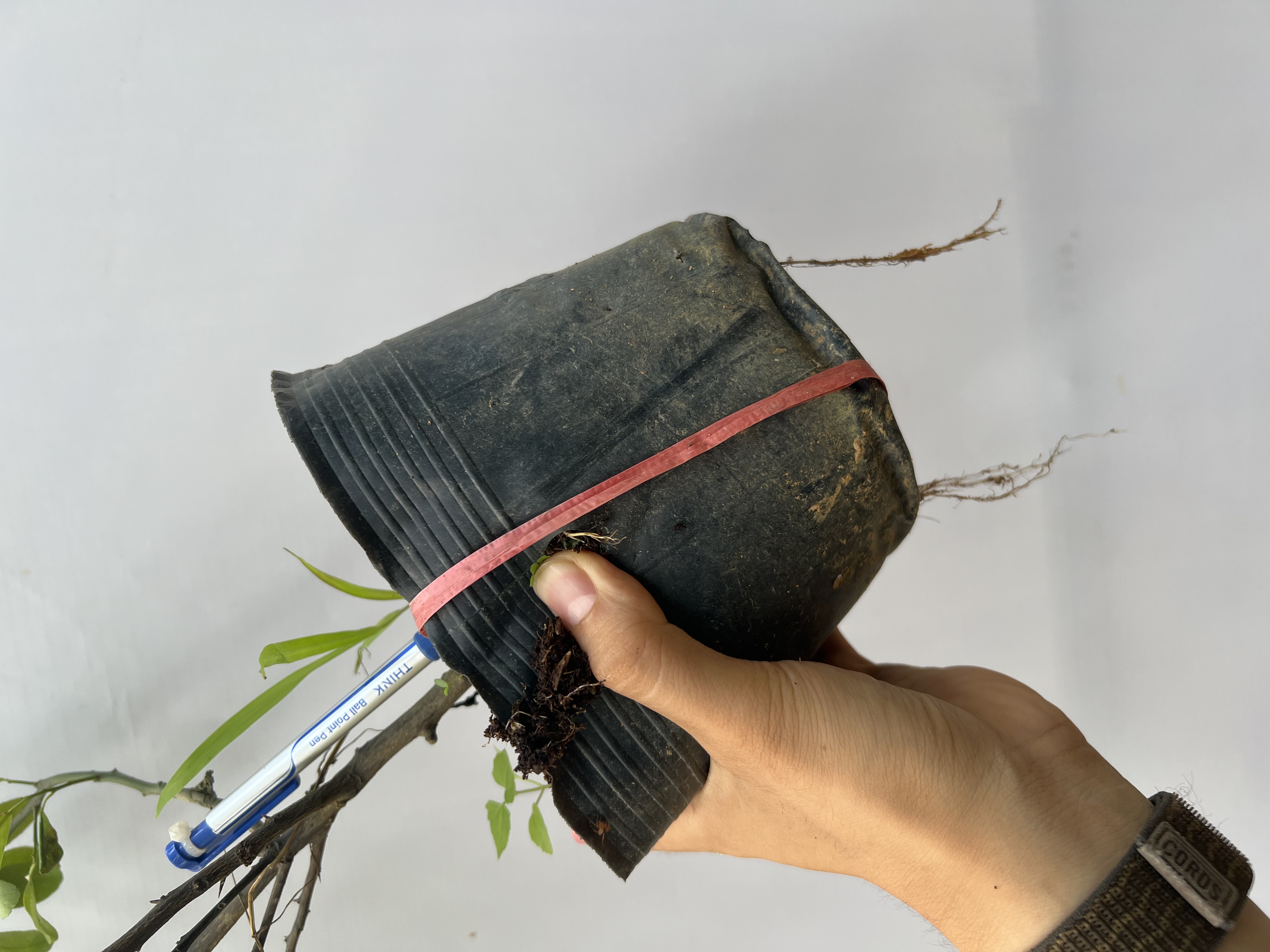 Chanh tứ quý cao 70-80cm PT20 CALATA_thumbnail_2