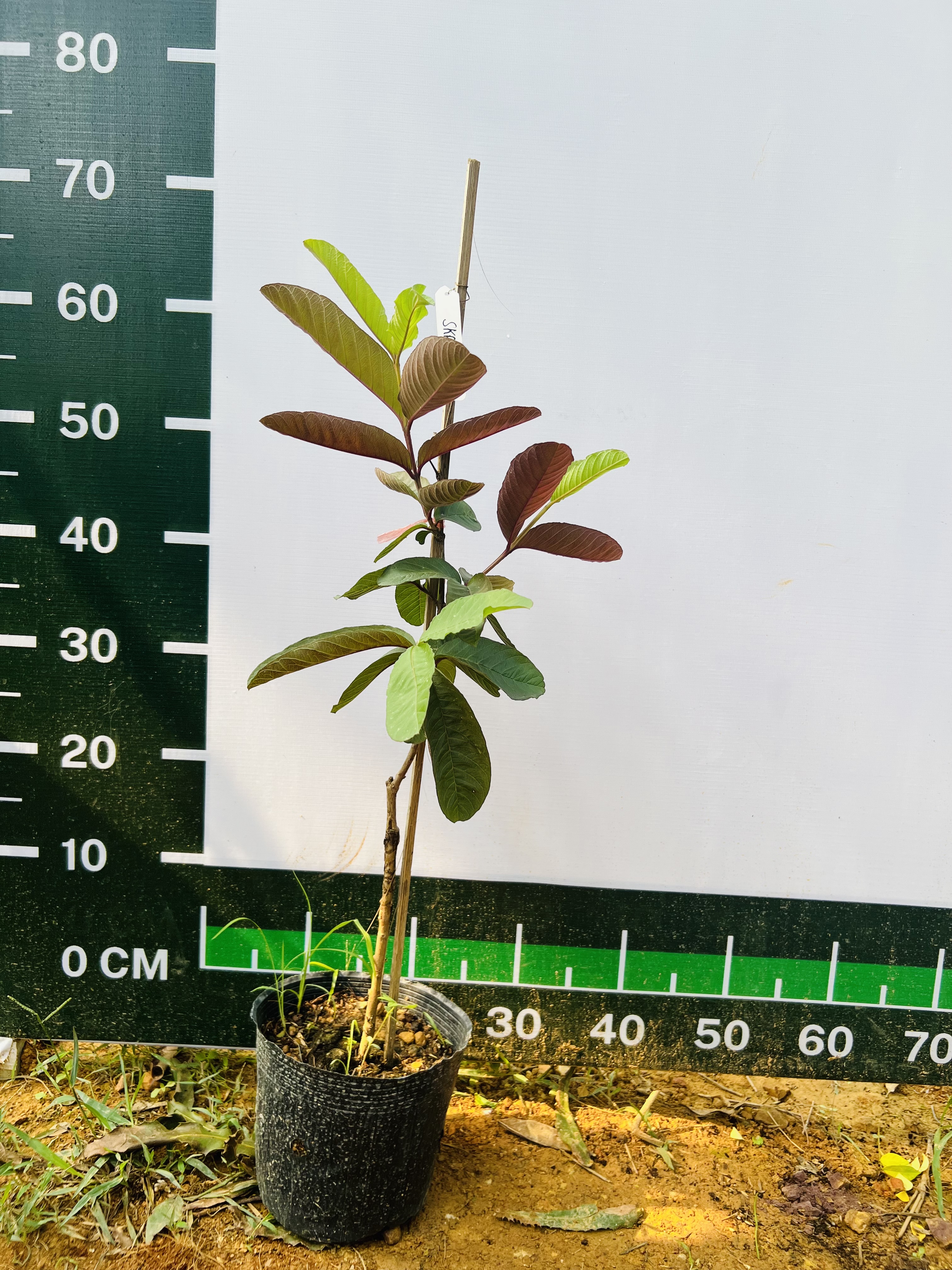 Ổi Sisaket 3 ghép cành cao 45-60cm OSK-01 CALATA