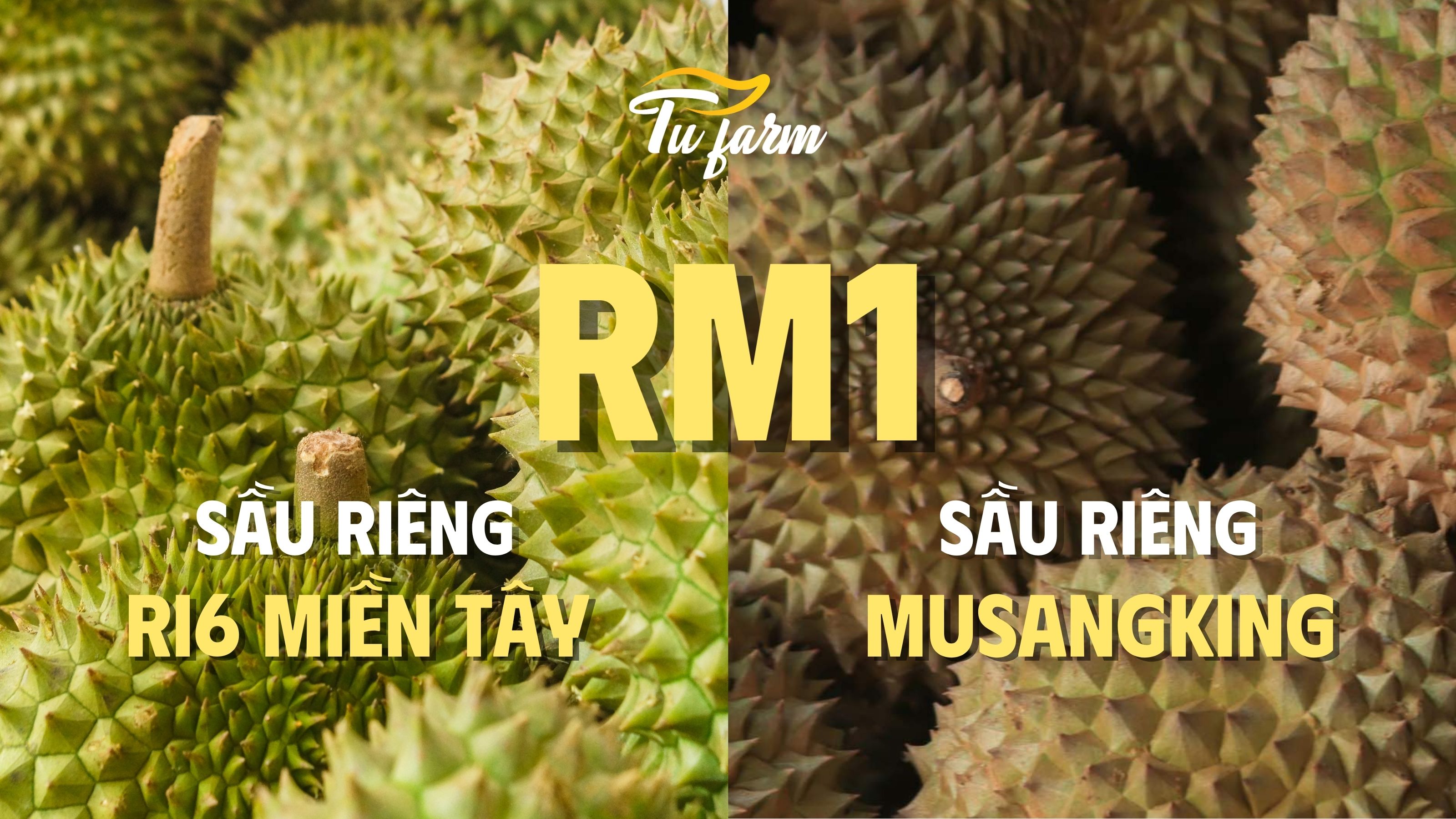 sầu riêng RM1