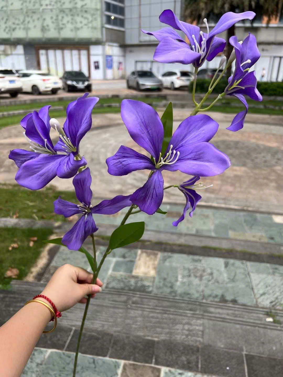 BAN RỪNG_thumbnail_11